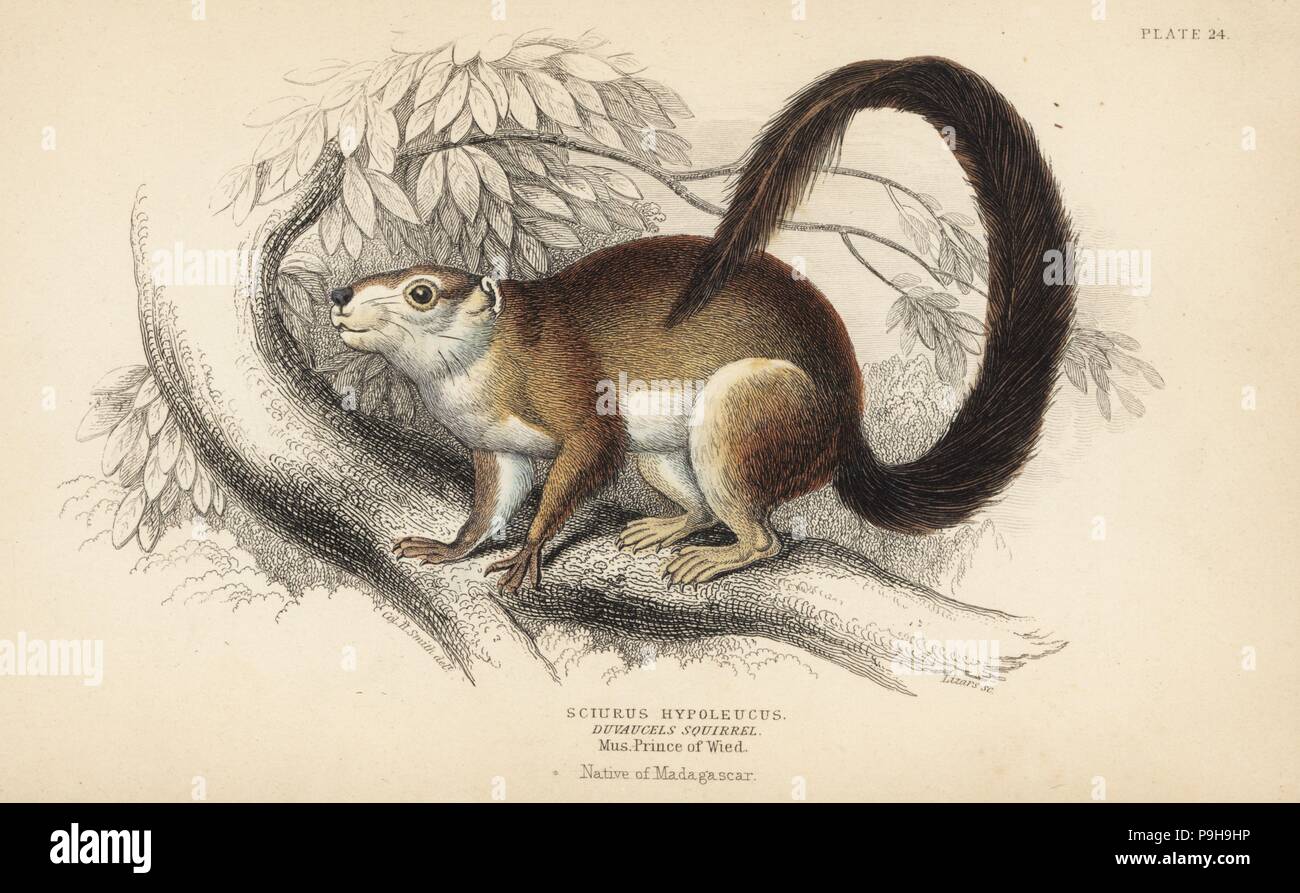 Cream-coloured giant squirrel, Ratufa affinis (Duvaucel's squirrel, Sciurus hypoleucus). From a specimen in the Prince of Wied's Museum. Handcoloured steel engraving by Lizars after an illustration by Col. Charles Hamilton Smith from William Jardine's Naturalist's Library, Edinburgh, 1836. Stock Photo