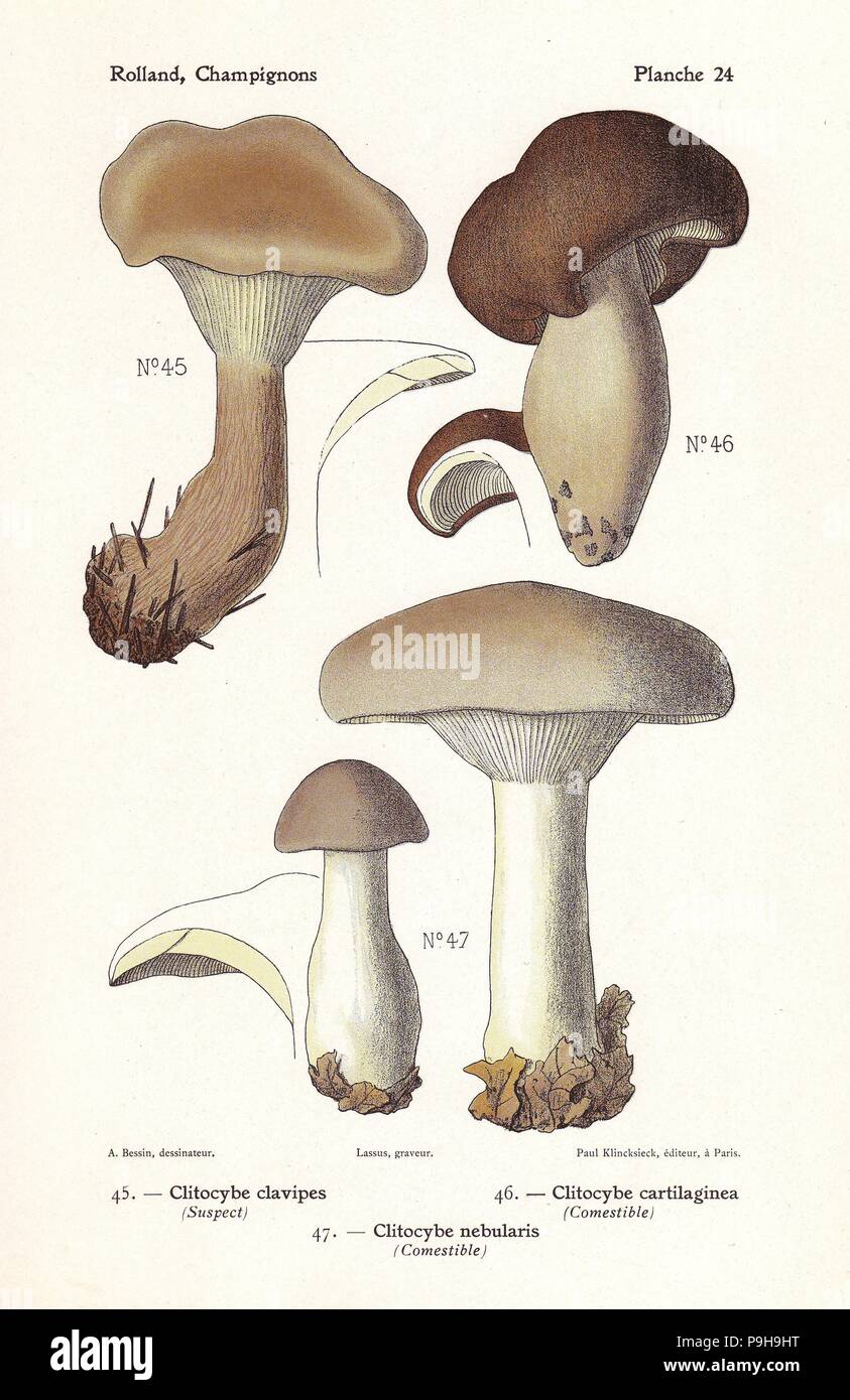 Club-footed clitocybe, Ampulloclitocybe clavipes (Clitocybe clavipes), Clitocybe cartilaginea, and clouded agaric, Clitocybe nebularis. Chromolithograph by Lassus after an illustration by A. Bessin from Leon Rolland's Guide to Mushrooms from France, Switzerland and Belgium, Atlas des Champignons, Paul Klincksieck, Paris, 1910. Stock Photo