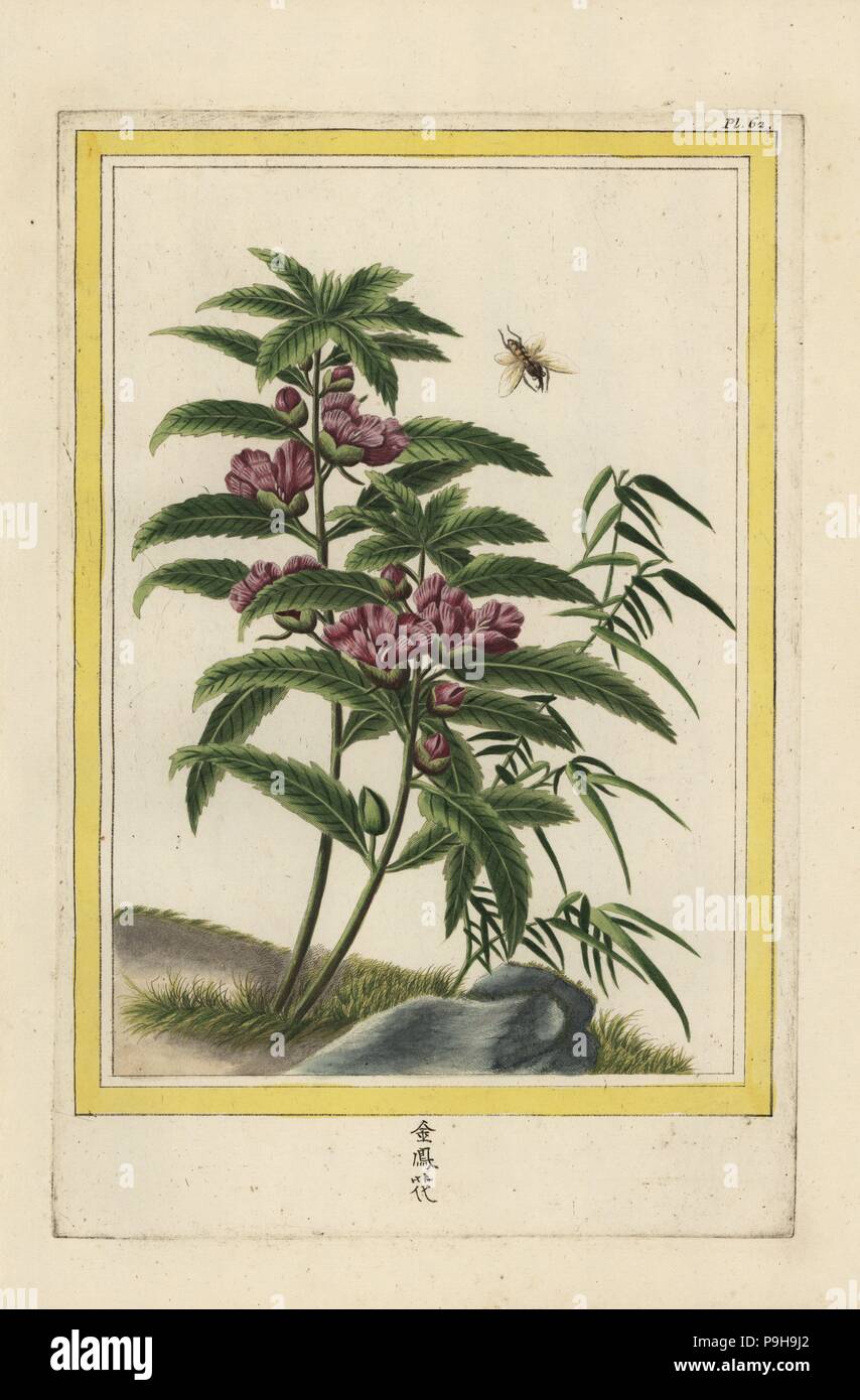 La Balsamine de la Chine. Himalayan jewelweed, Impatiens glandulifera. Handcoloured etching from Pierre Joseph Buchoz' Collection precieuse et enluminee des fleurs les plus belles et les plus curieuses, qui se cultivent tant dans les jardins de la chine, que dans ceux de l'Europe, Paris, 1776. Stock Photo