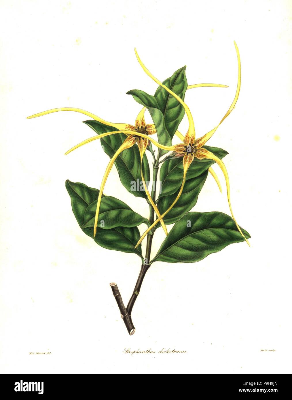 Twisted cord flower, Strophanthus divaricatus (Chinese strophanthus, Strophanthus divergens). Handcoloured copperplate engraving by S. Nevitt after a botanical illustration by Miss Maund from Benjamin Maund and the Rev. John Stevens Henslow's The Botanist, London, 1836. Stock Photo