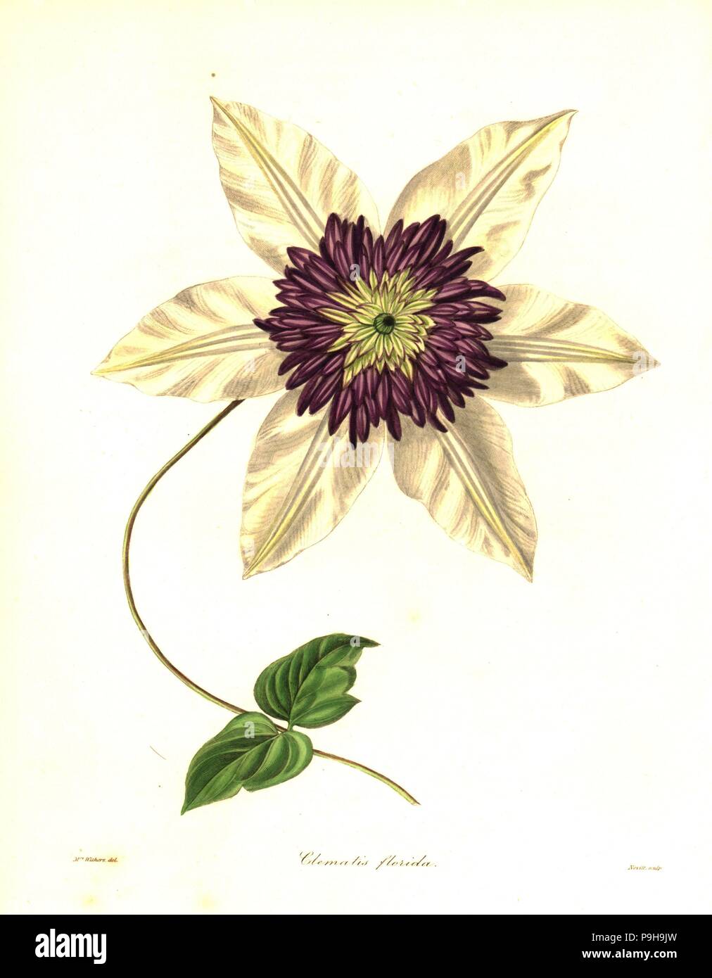 Siebold's clematis, Clematis florida. Handcoloured copperplate engraving by S. Nevitt after a botanical illustration by Mrs Augusta Withers from Benjamin Maund and the Rev. John Stevens Henslow's The Botanist, London, 1836. Stock Photo
