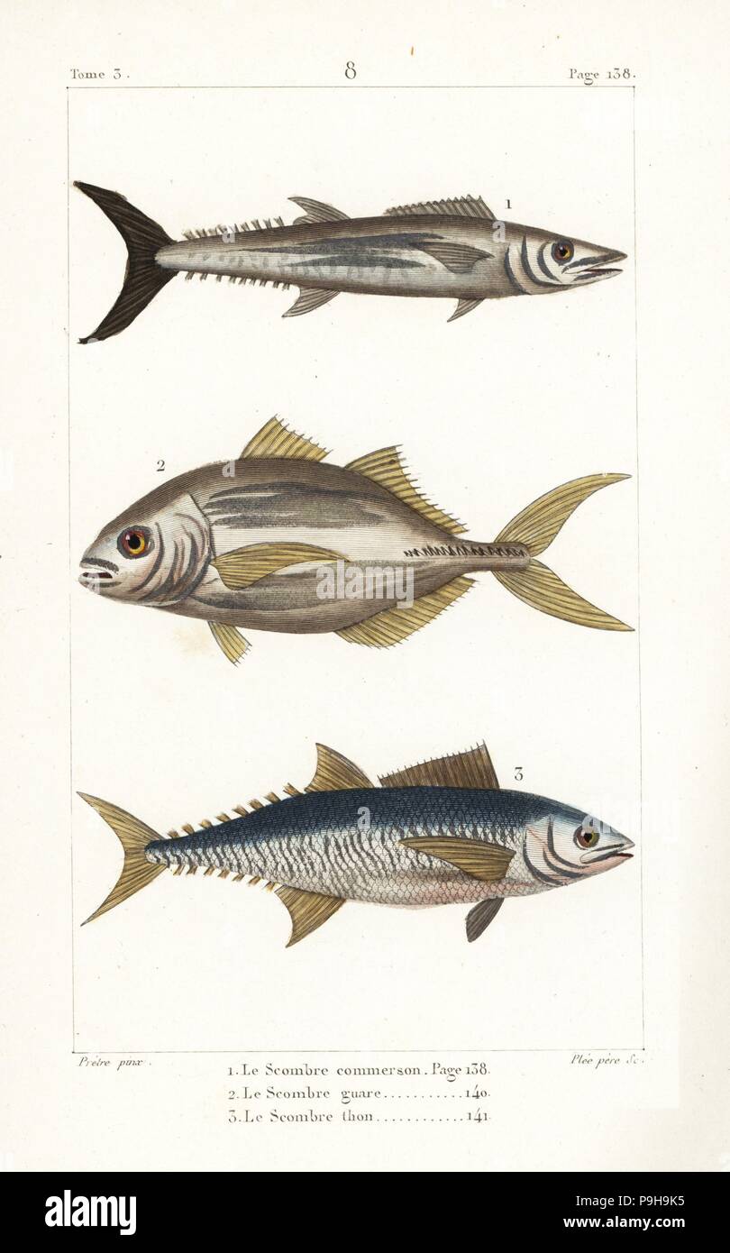 Barred spanish mackerel hires stock photography and images Alamy