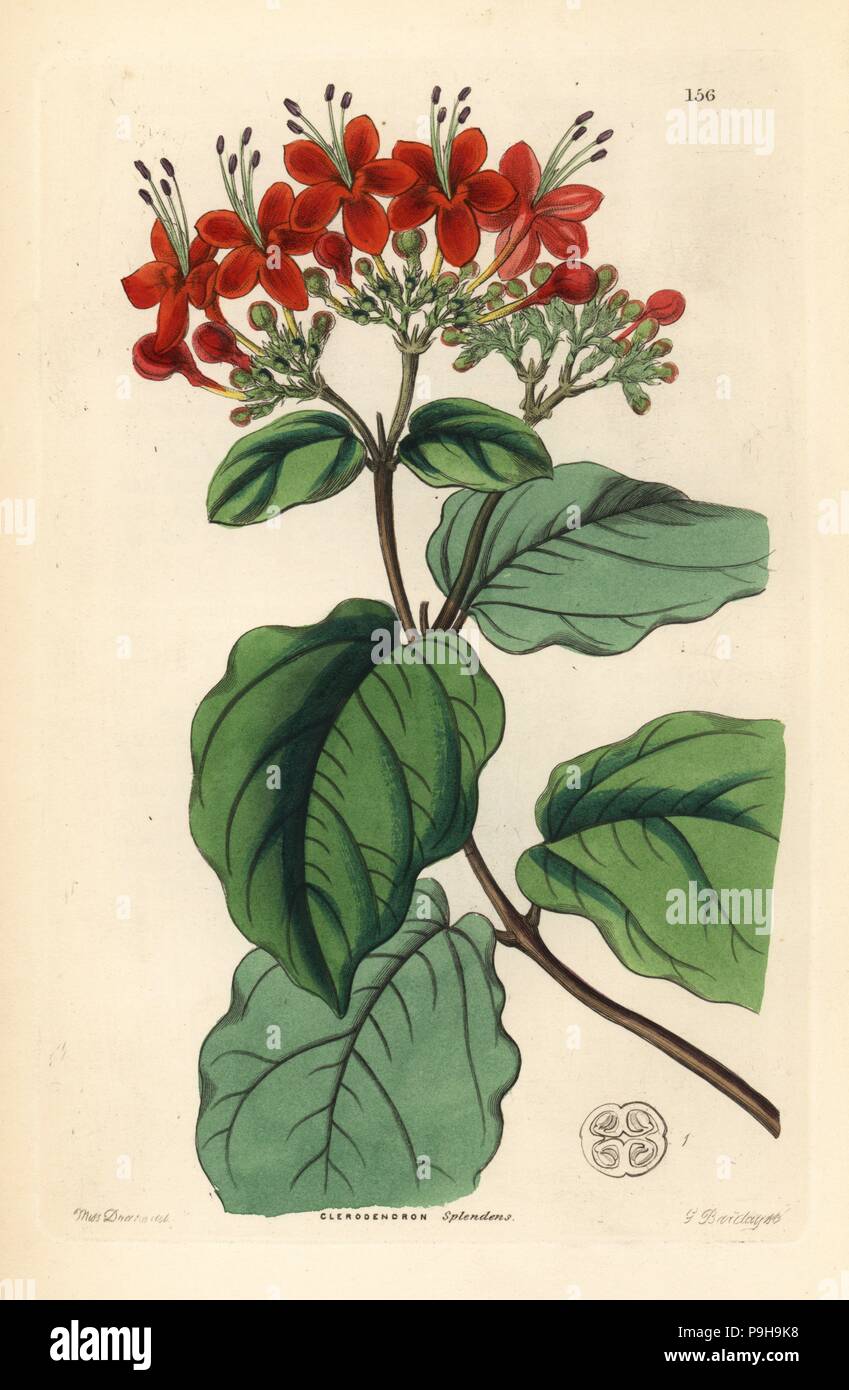 Glory tree, Clerodendrum splendens (Splendid clerodendron, Clerodendron splendens). Handcoloured copperplate engraving by G. Barclay after Miss Sarah Drake from John Lindley and Robert Sweet's Ornamental Flower Garden and Shrubbery, G. Willis, London, 1854. Stock Photo