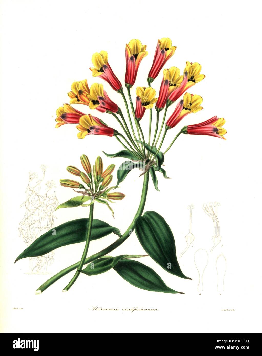Hybrid alstroemeria, Bomarea acutifolia x Alstroemeria aurea (Alstroemeria acutifolia-aurea). Handcoloured copperplate engraving by Smith after a botanical illustration by MIlls from Benjamin Maund and the Rev. John Stevens Henslow's The Botanist, London, 1836. Stock Photo
