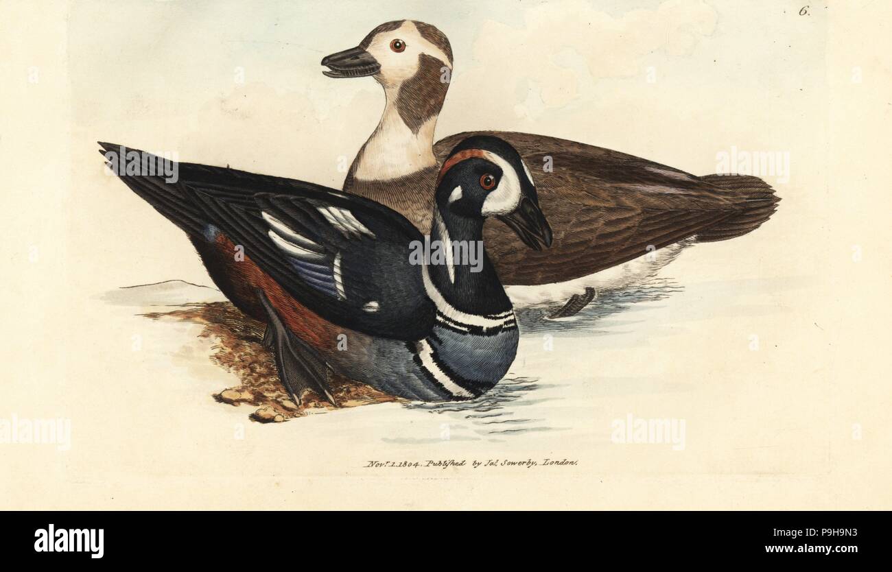 Harlequin duck, Histrionicus histrionicus (Anas histrionica). Male and female. Handcoloured copperplate engraving by James Sowerby from The British Miscellany, or Coloured figures of new, rare, or little known animal subjects, London, 1804. Stock Photo