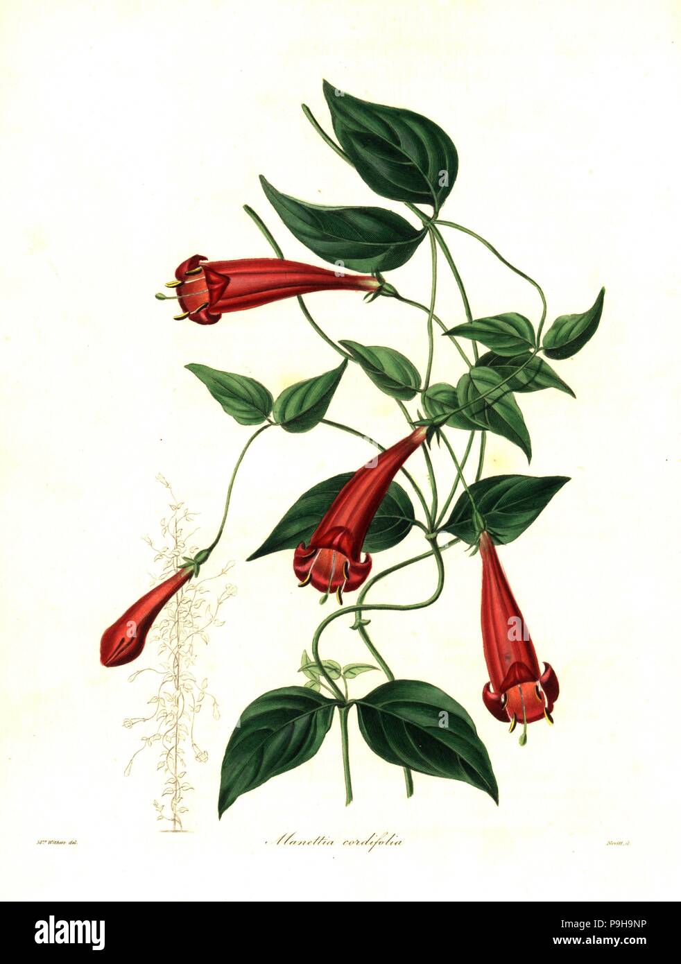 Heart-leaved manettia, Manettia cordifolia. Handcoloured copperplate engraving by S. Nevitt after a botanical illustration by Mrs Augusta Withers from Benjamin Maund and the Rev. John Stevens Henslow's The Botanist, London, 1836. Stock Photo