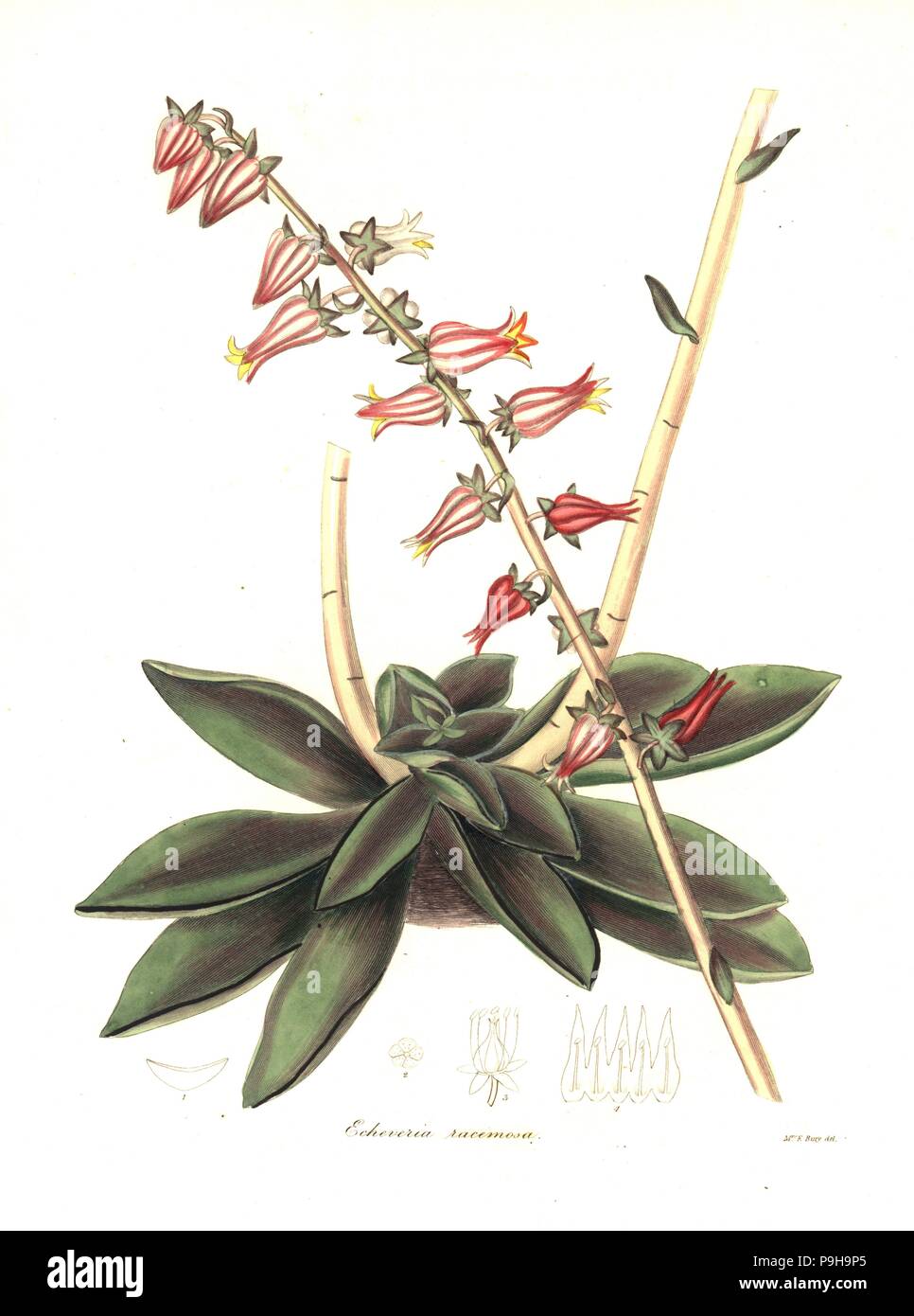 Racemose-flowered echeveria, Echeveria racemosa. Handcoloured copperplate engraving after a botanical illustration by Mrs Priscilla Bury from Benjamin Maund and the Rev. John Stevens Henslow's The Botanist, London, 1836. Stock Photo