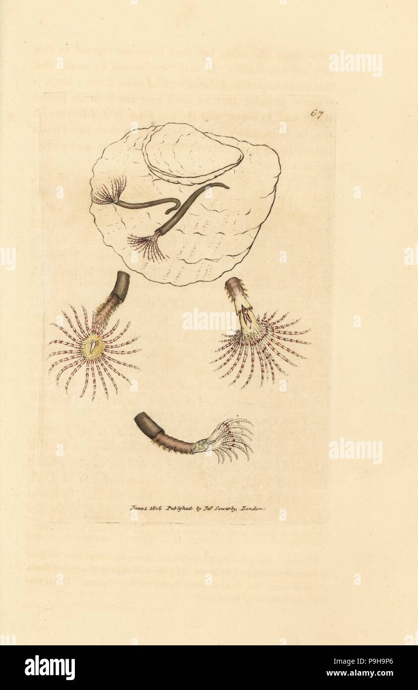Sand worm with crimson feelers, Amphitrite rosea. Handcoloured
