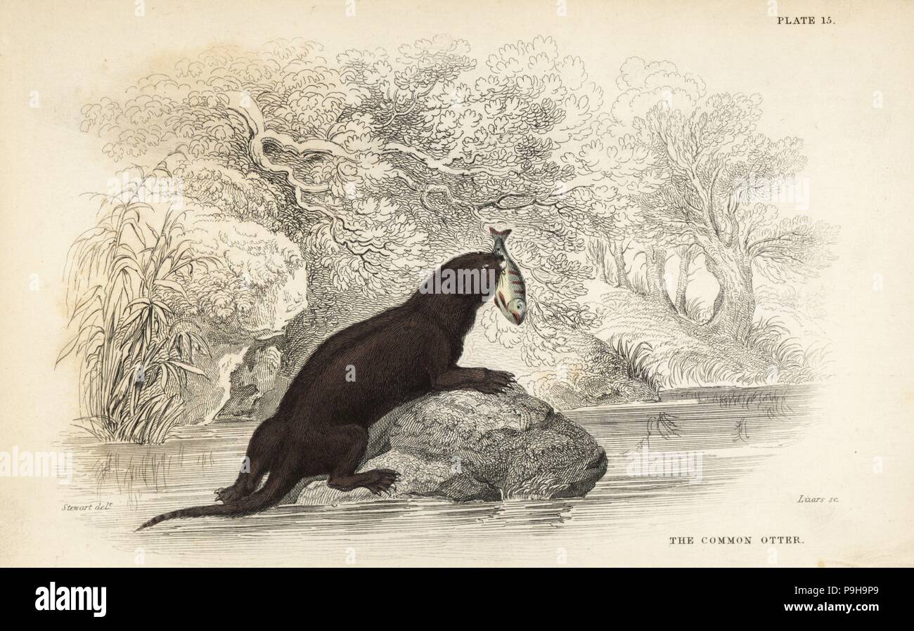 Common otter, Lutra lutra (Lutra vulgaris). Handcoloured steel engraving by Lizars after an illustration by James Stewart from William Jardine's Naturalist's Library, Edinburgh, 1836. Stock Photo
