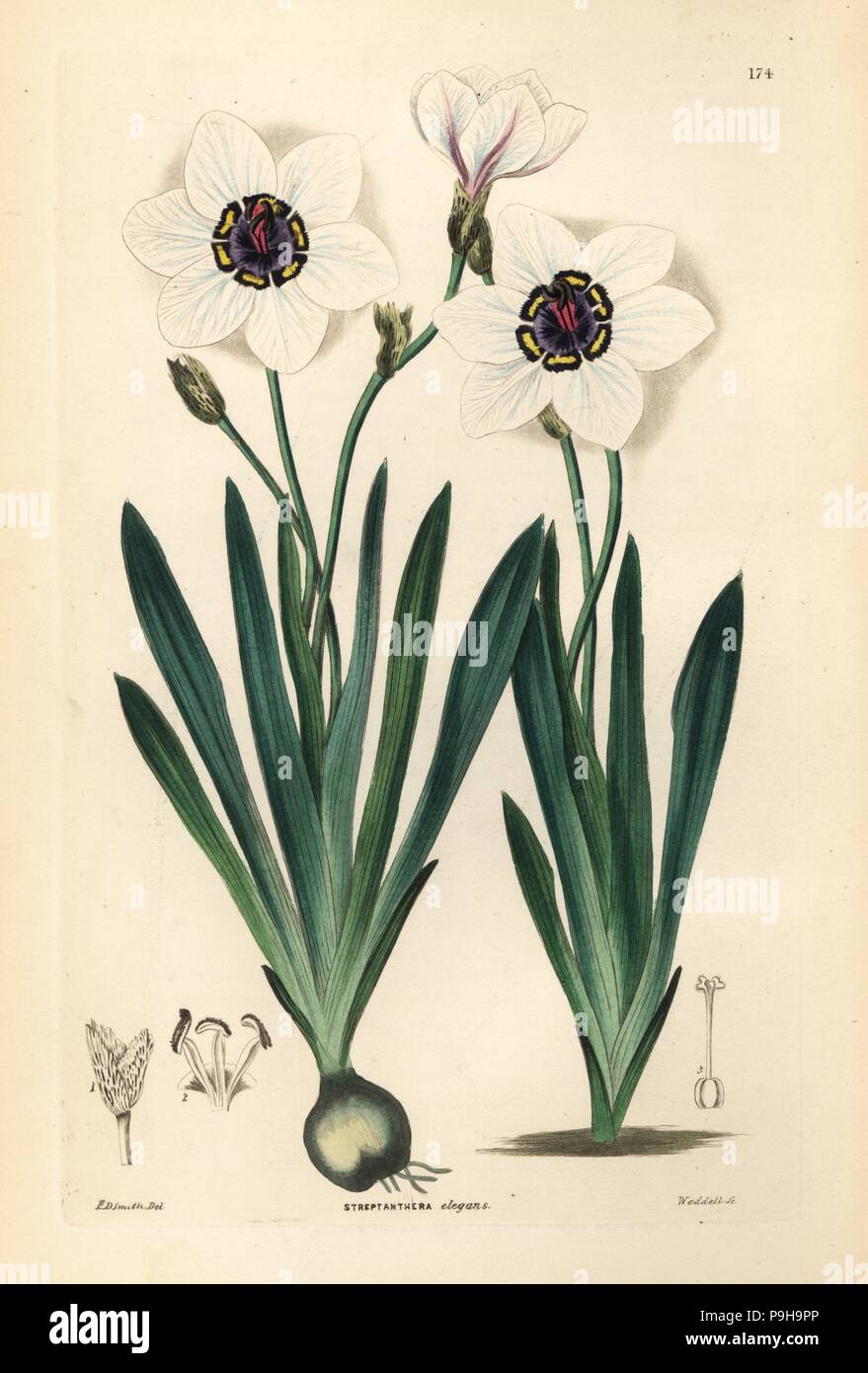 Harlequin flower, Sparaxis elegans (Elegant streptanthera, Streptanthera elegans). Handcoloured copperplate engraving by Weddell after Edwin Dalton Smith from John Lindley and Robert Sweet's Ornamental Flower Garden and Shrubbery, G. Willis, London, 1854. Stock Photo