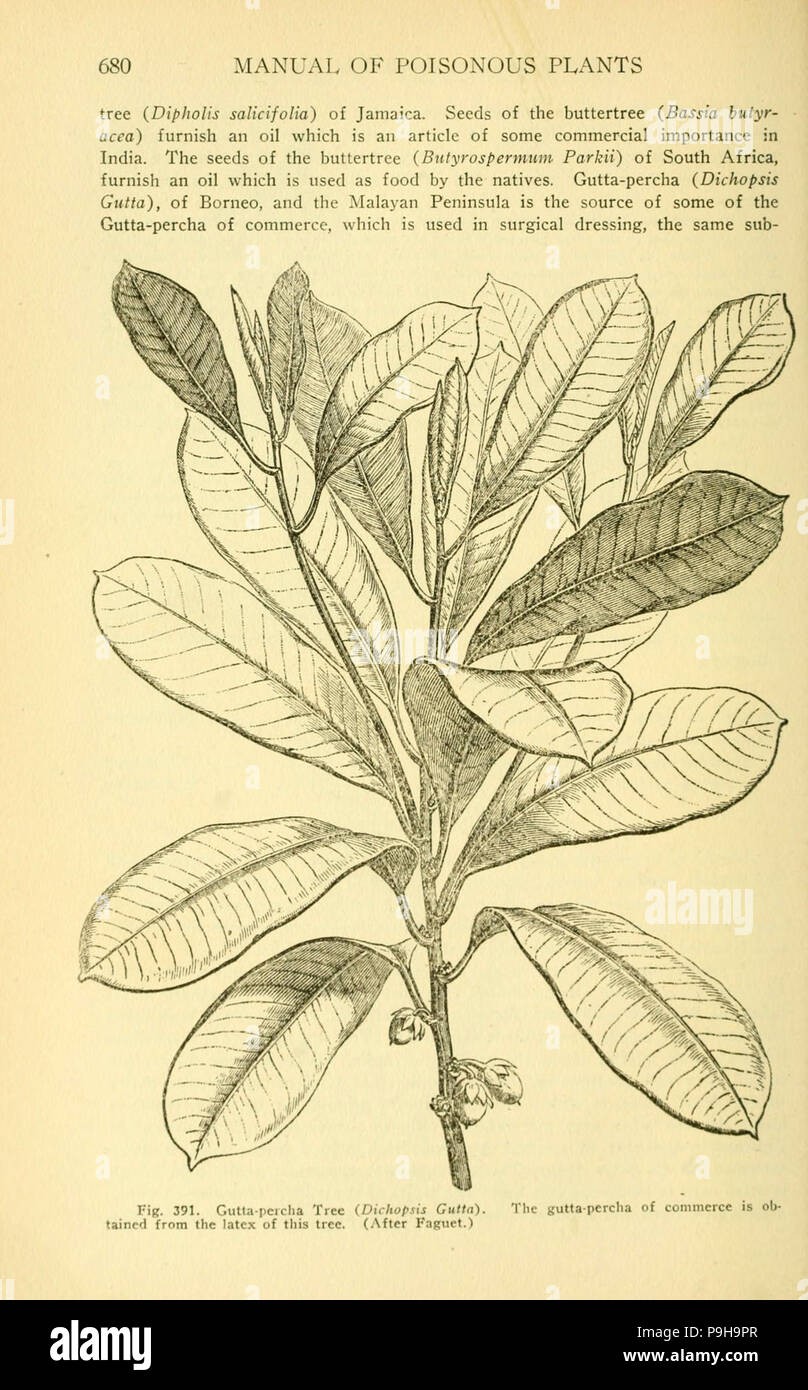 A manual of poisonous plants (Page 680, Fig. 391) Stock Photo