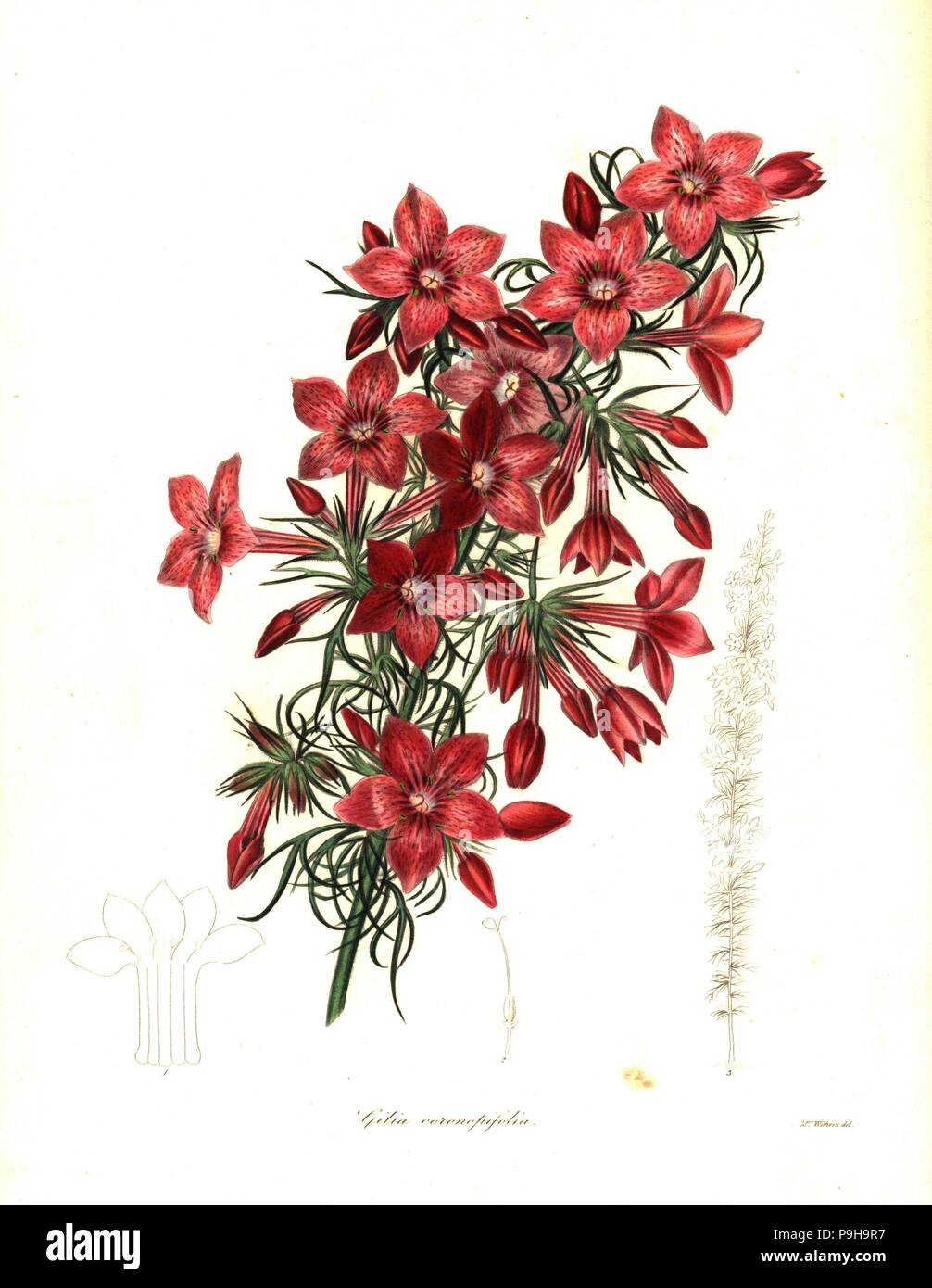 Raven-footed gilia, Gilia coronopifolia. Handcoloured copperplate engraving after a botanical illustration by Mrs Augusta Withers from Benjamin Maund and the Rev. John Stevens Henslow's The Botanist, London, 1836. Stock Photo