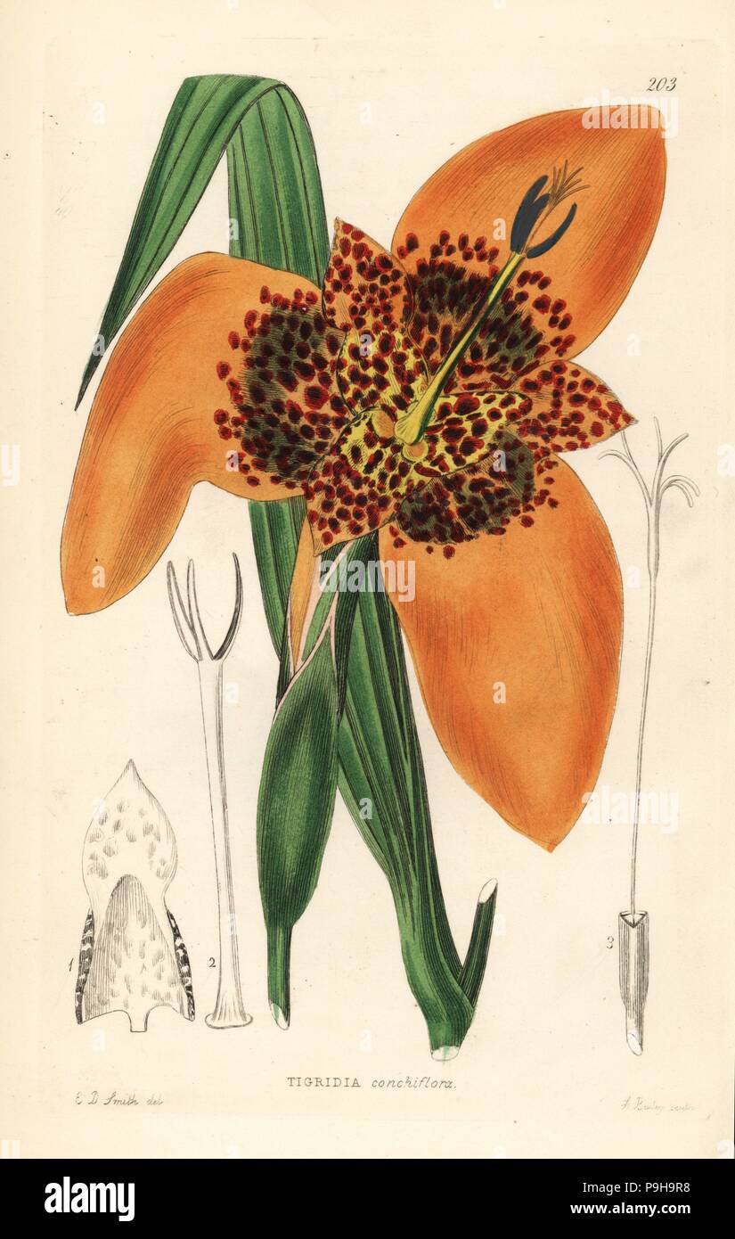 Mexican shellflower, Tigridia pavonia (Shell-flowered tiger flower, Tigridia conchiflora). Handcoloured copperplate engraving by A. Bailey after Edwin Dalton Smith from John Lindley and Robert Sweet's Ornamental Flower Garden and Shrubbery, G. Willis, London, 1854. Stock Photo