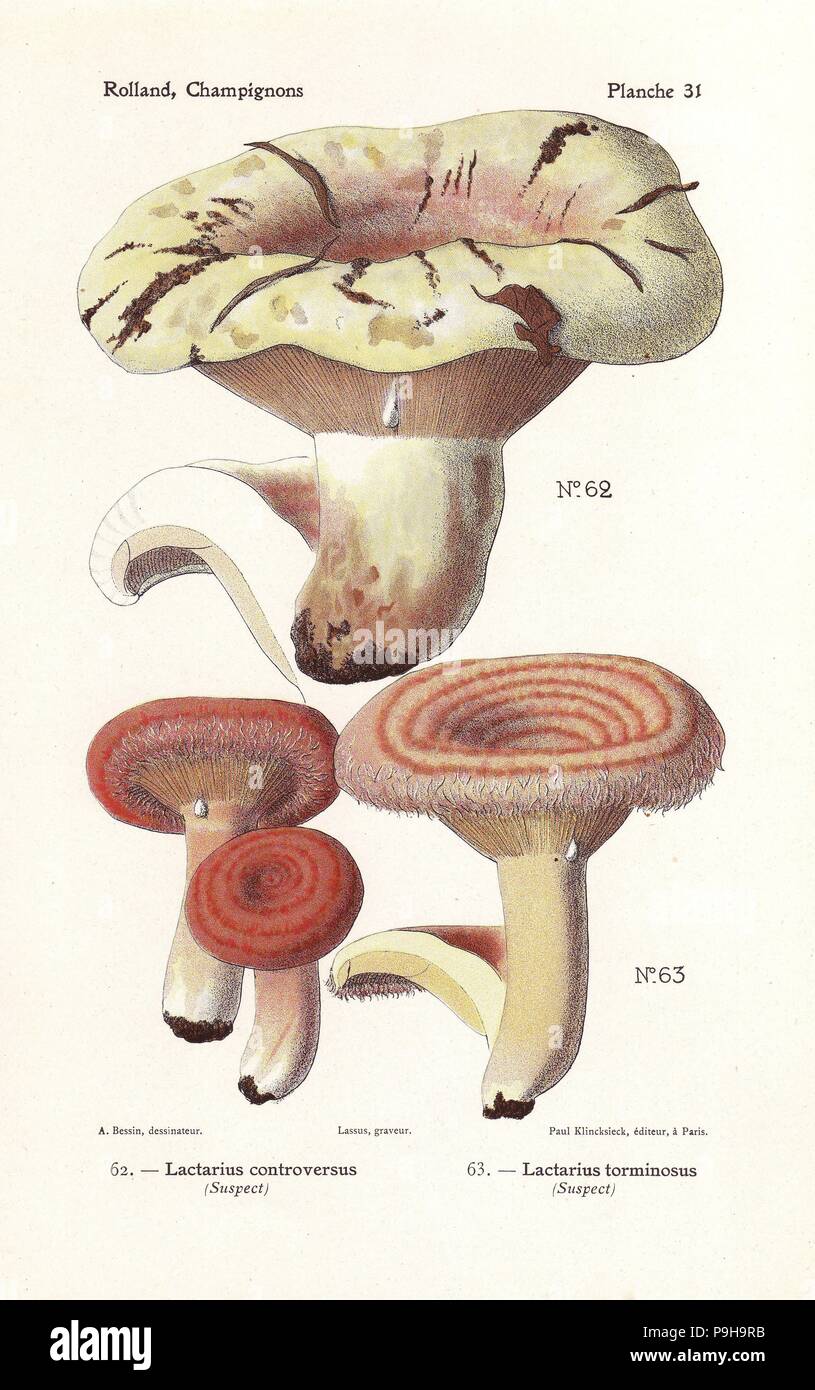 Milkcap mushroom, Lactarius controversus, and woolly milkcap, Lactarius torminosus. Chromolithograph by Lassus after an illustration by A. Bessin from Leon Rolland's Guide to Mushrooms from France, Switzerland and Belgium, Atlas des Champignons, Paul Klincksieck, Paris, 1910. Stock Photo