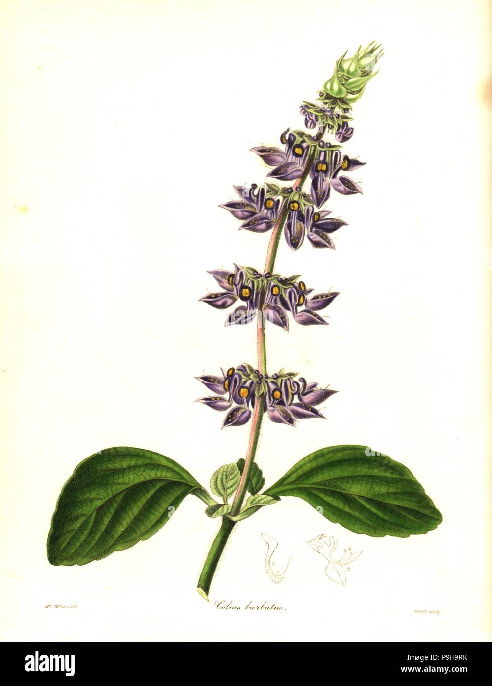 Indian coleus, Plectranthus barbatus (Bearded coleus, Coleus barbatus). Handcoloured copperplate engraving by S. Nevitt after a botanical illustration by Mrs Augusta Withers from Benjamin Maund and the Rev. John Stevens Henslow's The Botanist, London, 1836. Stock Photo