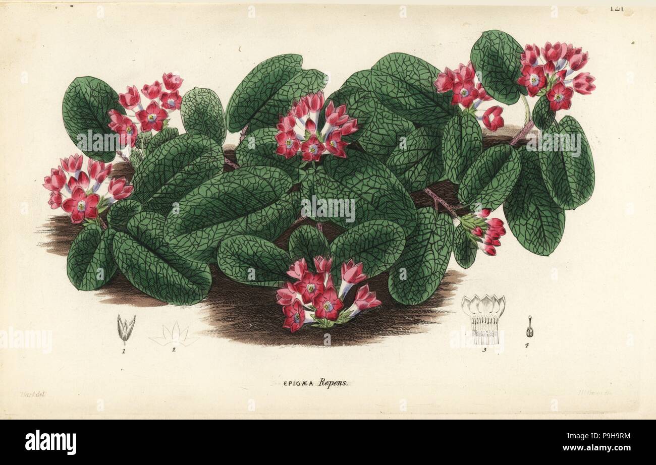Mayflower or trailing arbutus, Epigaea repens (red-flowered epigaea, Epigaea repens var. rubicunda). Handcoloured copperplate engraving after J. T. Hart from John Lindley and Robert Sweet's Ornamental Flower Garden and Shrubbery, G. Willis, London, 1854. Stock Photo