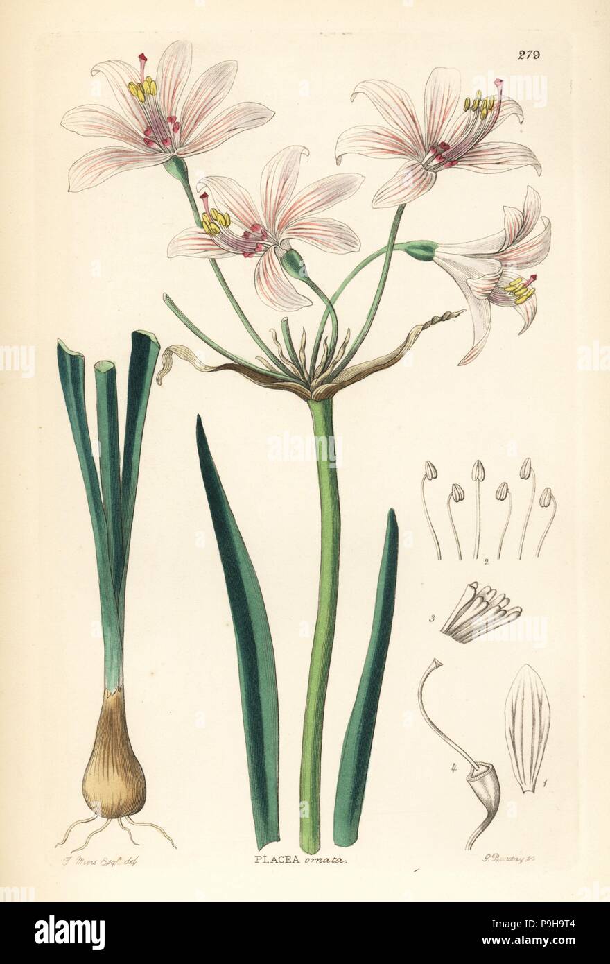 Gay-flowered placea, Placea ornata. Handcoloured copperplate engraving by G. Barclay after G. Miers from John Lindley and Robert Sweet's Ornamental Flower Garden and Shrubbery, G. Willis, London, 1854. Stock Photo