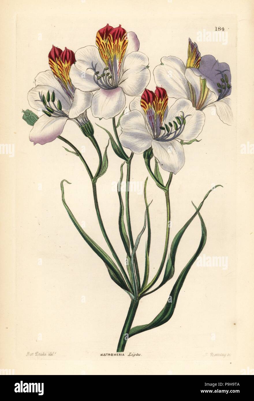 St. Martin's flower or the ligtu, Alstroemeria ligtu. Handcoloured copperplate engraving by G. Barclay after Miss Sarah Drake from John Lindley and Robert Sweet's Ornamental Flower Garden and Shrubbery, G. Willis, London, 1854. Stock Photo