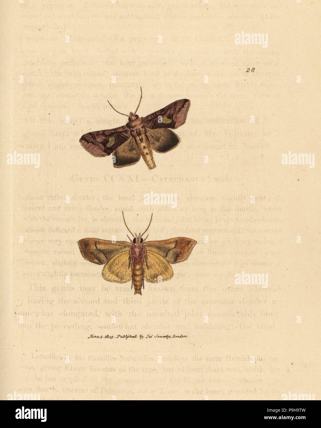 Gold spangle moth, Autographa bractea (Phalaena Noctua bractea). Handcoloured copperplate engraving by James Sowerby from The British Miscellany, or Coloured figures of new, rare, or little known animal subjects, London, 1804. Stock Photo