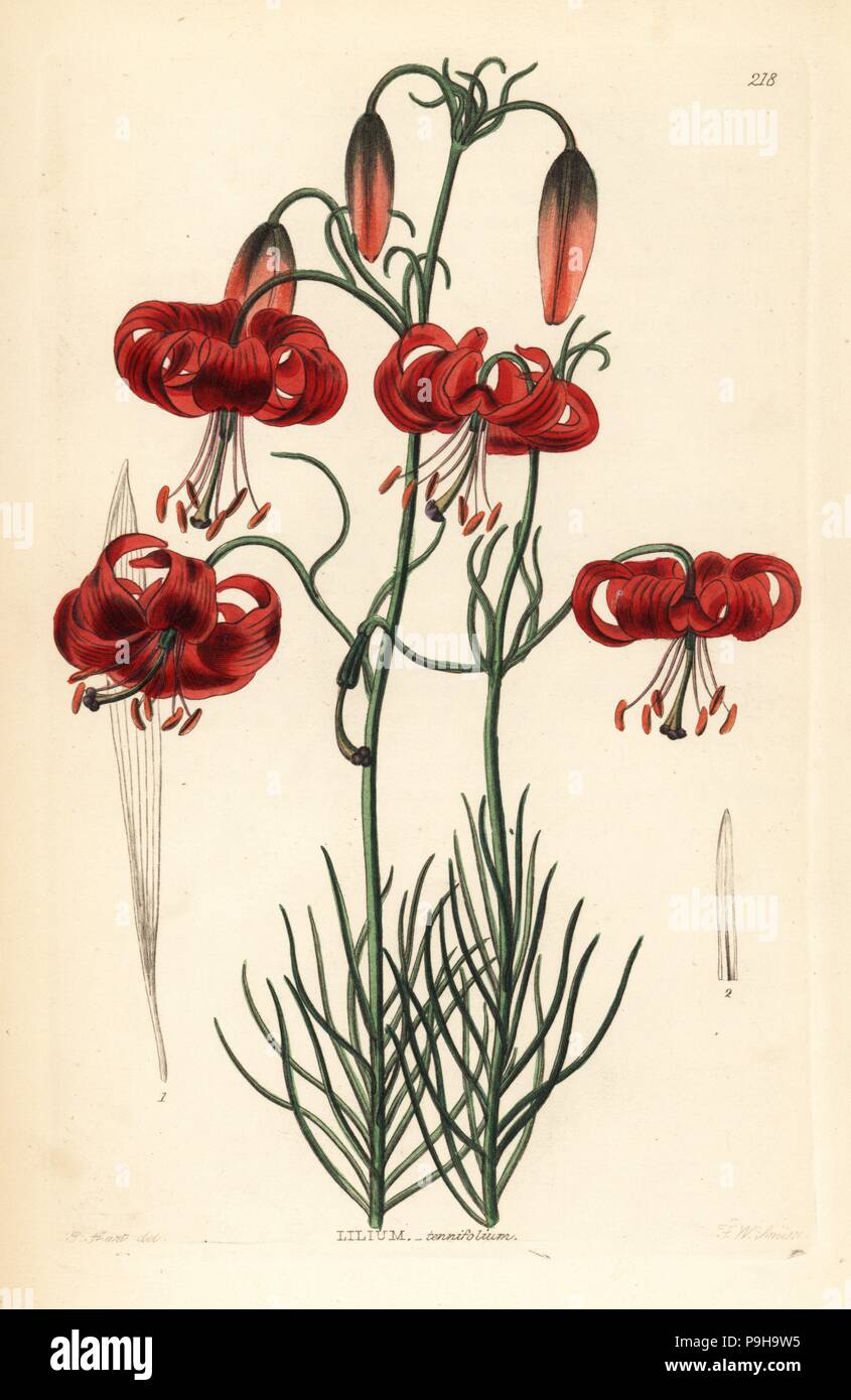 Turk's cap Siberian lily, Lilium pumilum (Fine-leaved lily, Lilium tenuifolium). Handcoloured copperplate engraving by Frederick W. Smith after J. Hart from John Lindley and Robert Sweet's Ornamental Flower Garden and Shrubbery, G. Willis, London, 1854. Stock Photo