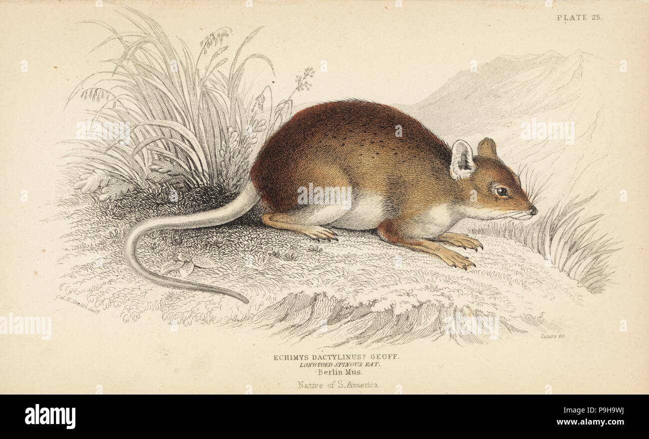 Amazon bamboo rat, Dactylomys dactylinus (Long-toed spinous rat, Echimys dactylinus). From a specimen in Berlin Museum. Handcoloured steel engraving by Lizars after an illustration by Col. Charles Hamilton Smith from William Jardine's Naturalist's Library, Edinburgh, 1836. Stock Photo