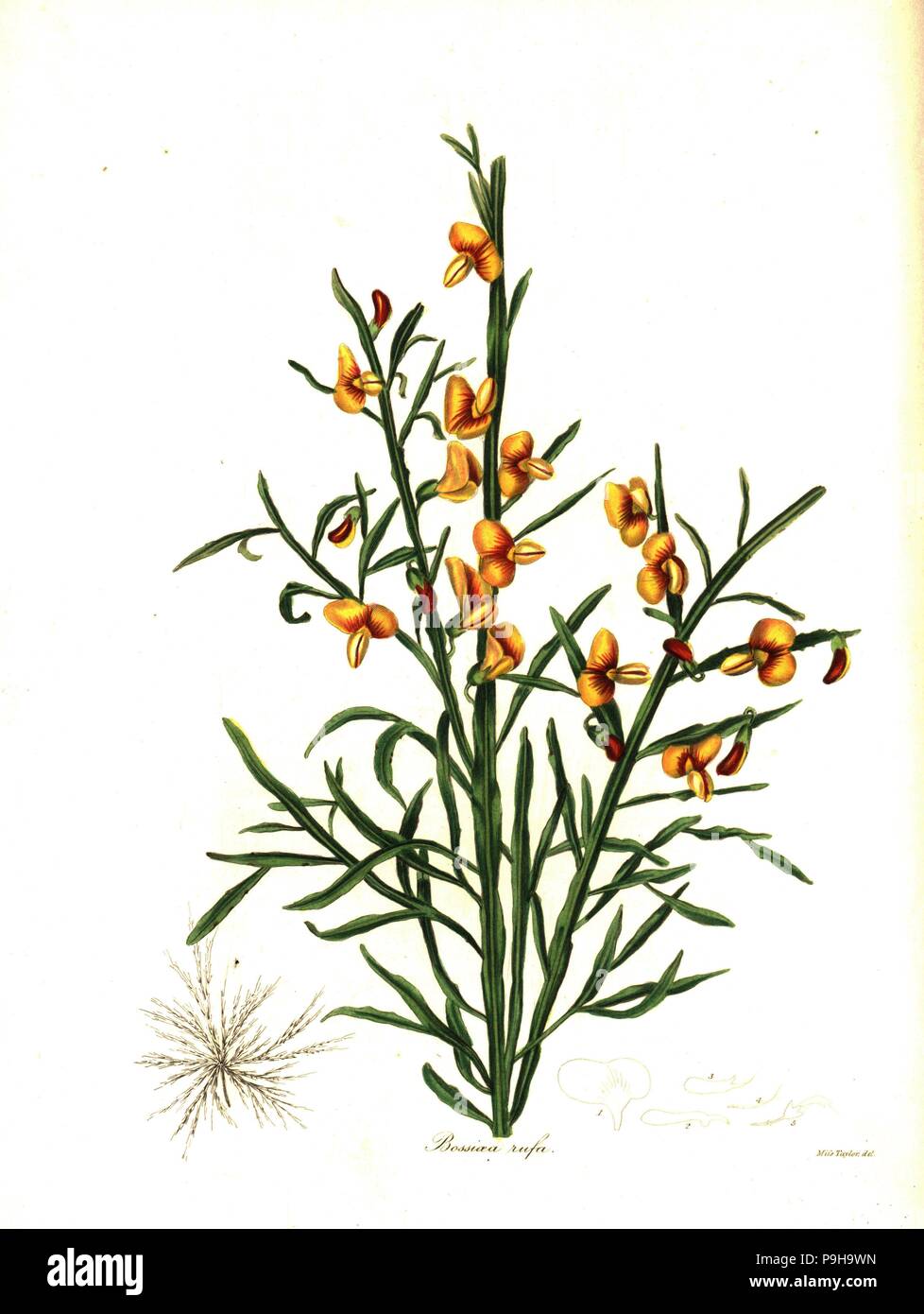 Rufous bossiaea, Bossiaea rufa. Handcoloured copperplate engraving after a botanical illustration by Miss Jane Taylor from Benjamin Maund and the Rev. John Stevens Henslow's The Botanist, London, 1836. Stock Photo