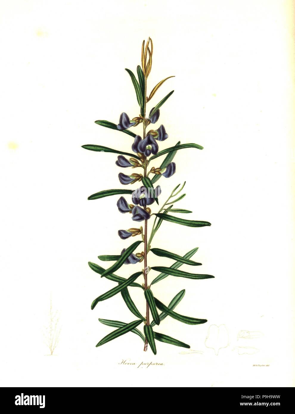 Purple pea or purple-flowered hovea, Hovea purpurea.Handcoloured copperplate engraving after a botanical illustration by Miss Jane Taylor from Benjamin Maund and the Rev. John Stevens Henslow's The Botanist, London, 1836. Stock Photo