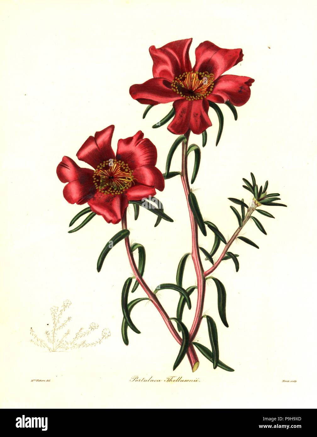 Thelluson's portulaca, Portulaca thellusonii. Handcoloured copperplate engraving by S. Nevitt after a botanical illustration by Mrs Augusta Withers from Benjamin Maund and the Rev. John Stevens Henslow's The Botanist, London, 1836. Stock Photo