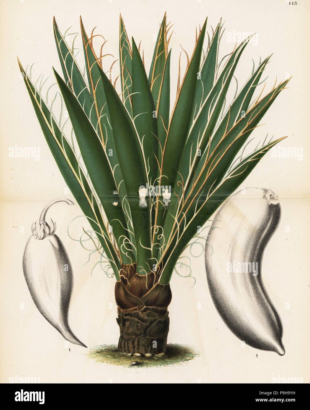 Datil Yucca Datil yucca yucca baccata hi-res stock photography and images - Alamy