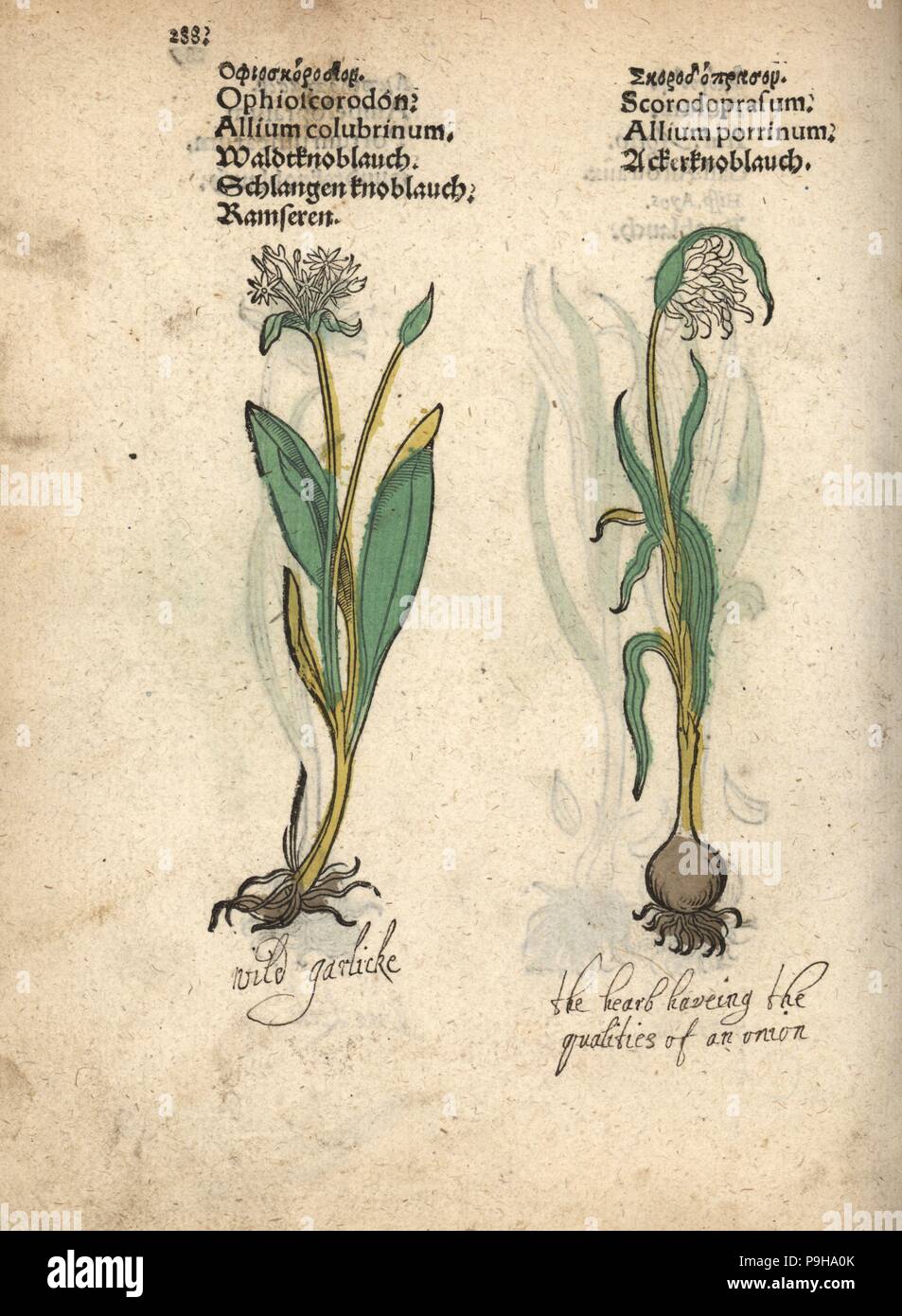 Wild garlic, Allium sativum var. ophioscorodon, and sand leek, Allium scorodoprasum. Handcoloured woodblock engraving of a botanical illustration from Adam Lonicer's Krauterbuch, or Herbal, Frankfurt, 1557. This from a 17th century pirate edition or atlas of illustrations only, with captions in Latin, Greek, French, Italian, German, and in English manuscript. Stock Photo
