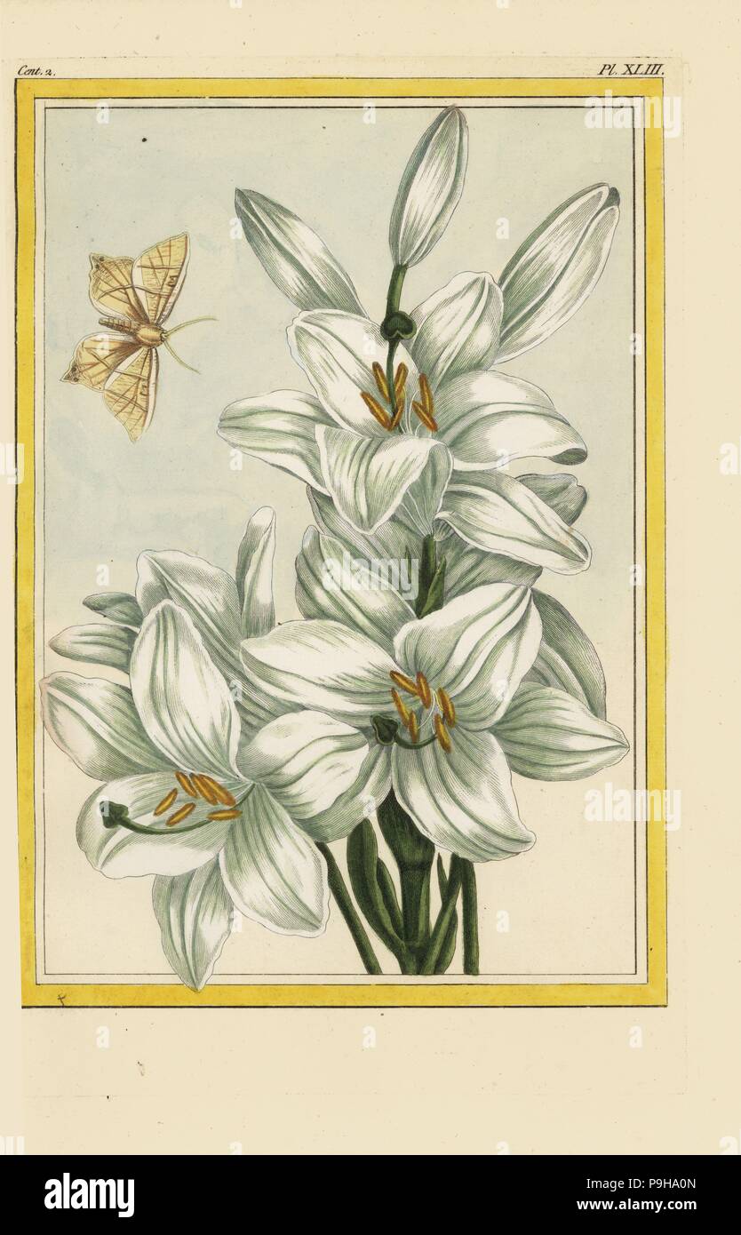 Le grand Lys blanc. Madonna lily, Lilium candidum. Handcoloured etching  from Pierre Joseph Buchoz' Collection precieuse et enluminee des fleurs les  plus belles et les plus curieuses, qui se cultivent tant dans