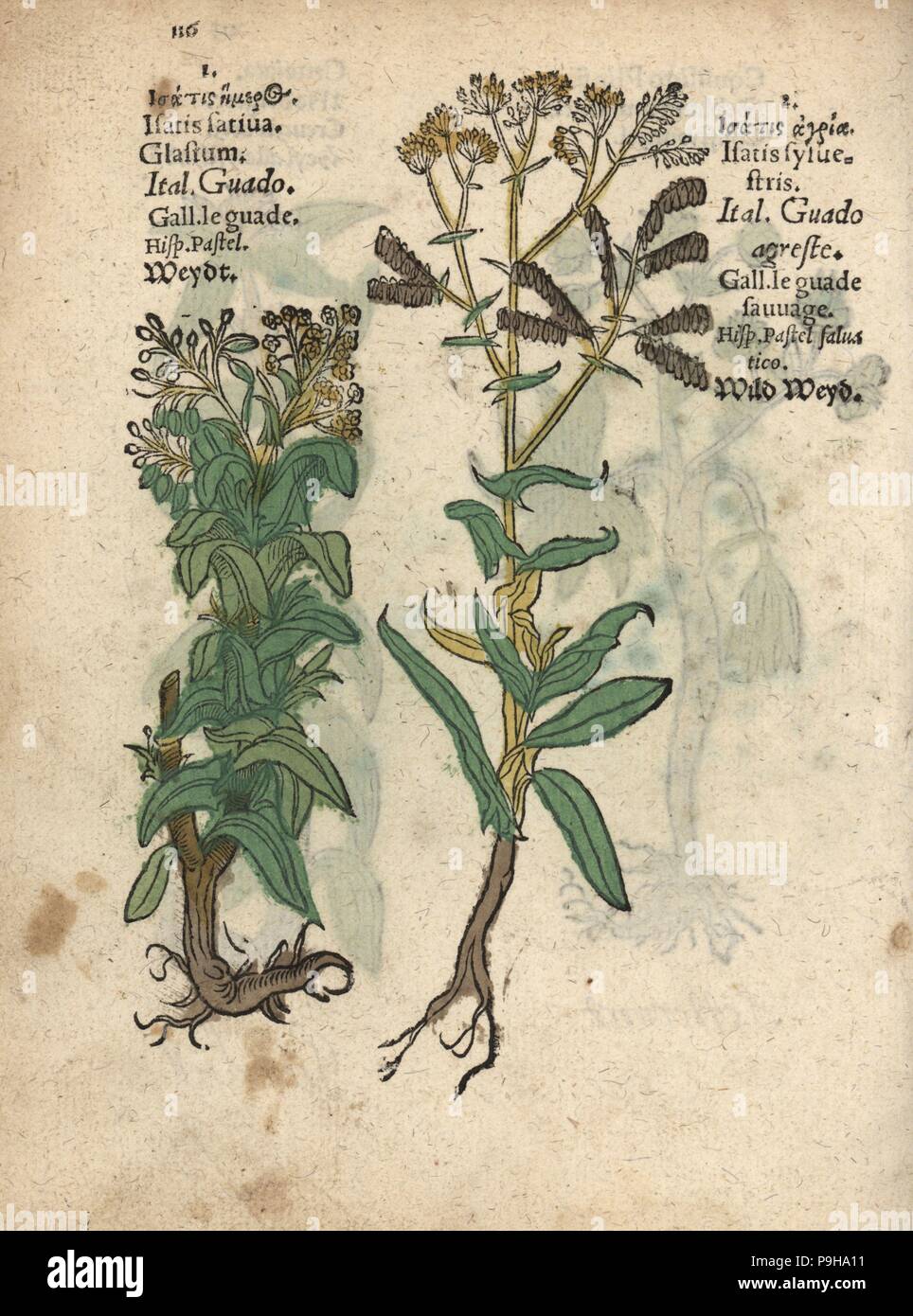 Woad species, Isatis tinctoria. Handcoloured woodblock engraving of a botanical illustration from Adam Lonicer's Krauterbuch, or Herbal, Frankfurt, 1557. This from a 17th century pirate edition or atlas of illustrations only, with captions in Latin, Greek, French, Italian, German, and in English manuscript. Stock Photo