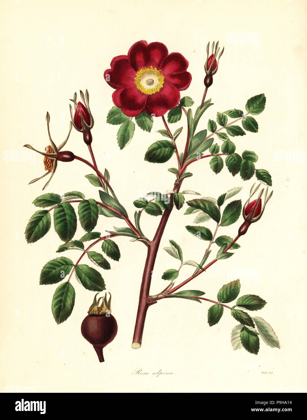 Alpine rose, Rosa pendulina (rose of Sharon, Rosa alpina). Handcoloured copperplate engraving after a botanical illustration by Mills from Benjamin Maund and the Rev. John Stevens Henslow's The Botanist, London, 1836. Stock Photo