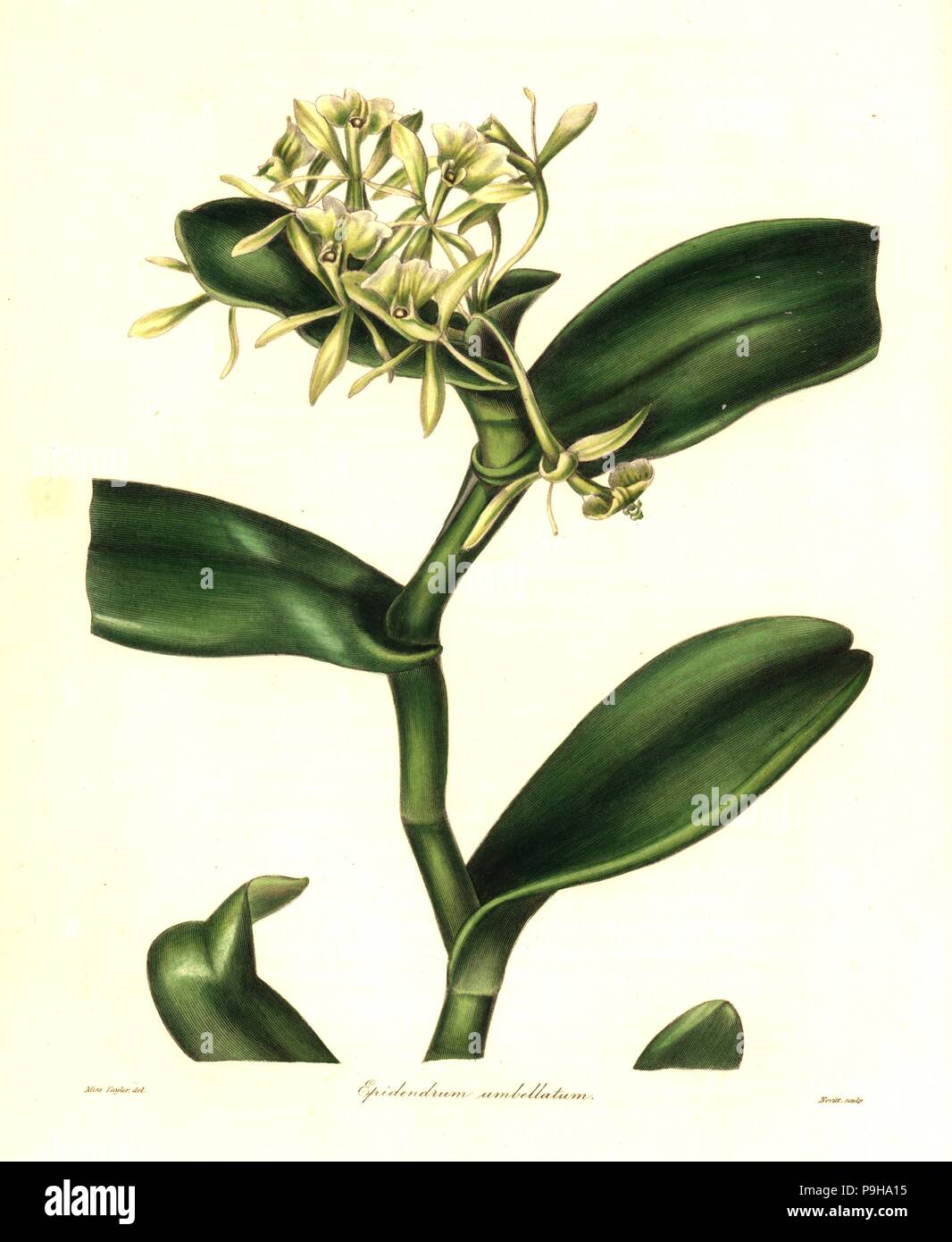 Umbellated epidendrum orchid, Epidendrum umbellatum. Handcoloured copperplate engraving by S. Nevitt after a botanical illustration by Miss Jane Taylor from Benjamin Maund and the Rev. John Stevens Henslow's The Botanist, London, 1836. Stock Photo