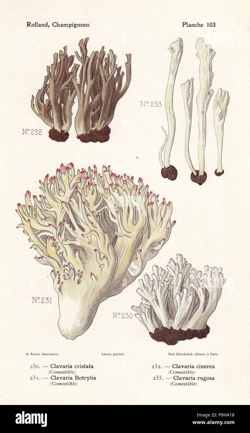 White coral fungus, Clavulina cristata (Clavaria cristata), Clavulina cinerea (Clavaria cinerea), pink-tipped coral mushroom, Ramaria botrytis (Clavaria botrytis), and wrinkled coral fungus, Clavulina rugosa (Clavaria rugosa). Chromolithograph by Lassus after an illustration by A. Bessin from Leon Rolland's Guide to Mushrooms from France, Switzerland and Belgium, Atlas des Champignons, Paul Klincksieck, Paris, 1910. Stock Photo