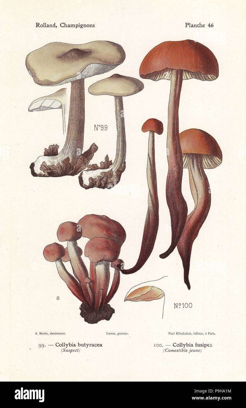 Buttery collybia, Collybia butyracea, and spindleshank mushroom, Gymnopus fusipes (Collybia fusipes). Chromolithograph by Lassus after an illustration by A. Bessin from Leon Rolland's Guide to Mushrooms from France, Switzerland and Belgium, Atlas des Champignons, Paul Klincksieck, Paris, 1910. Stock Photo