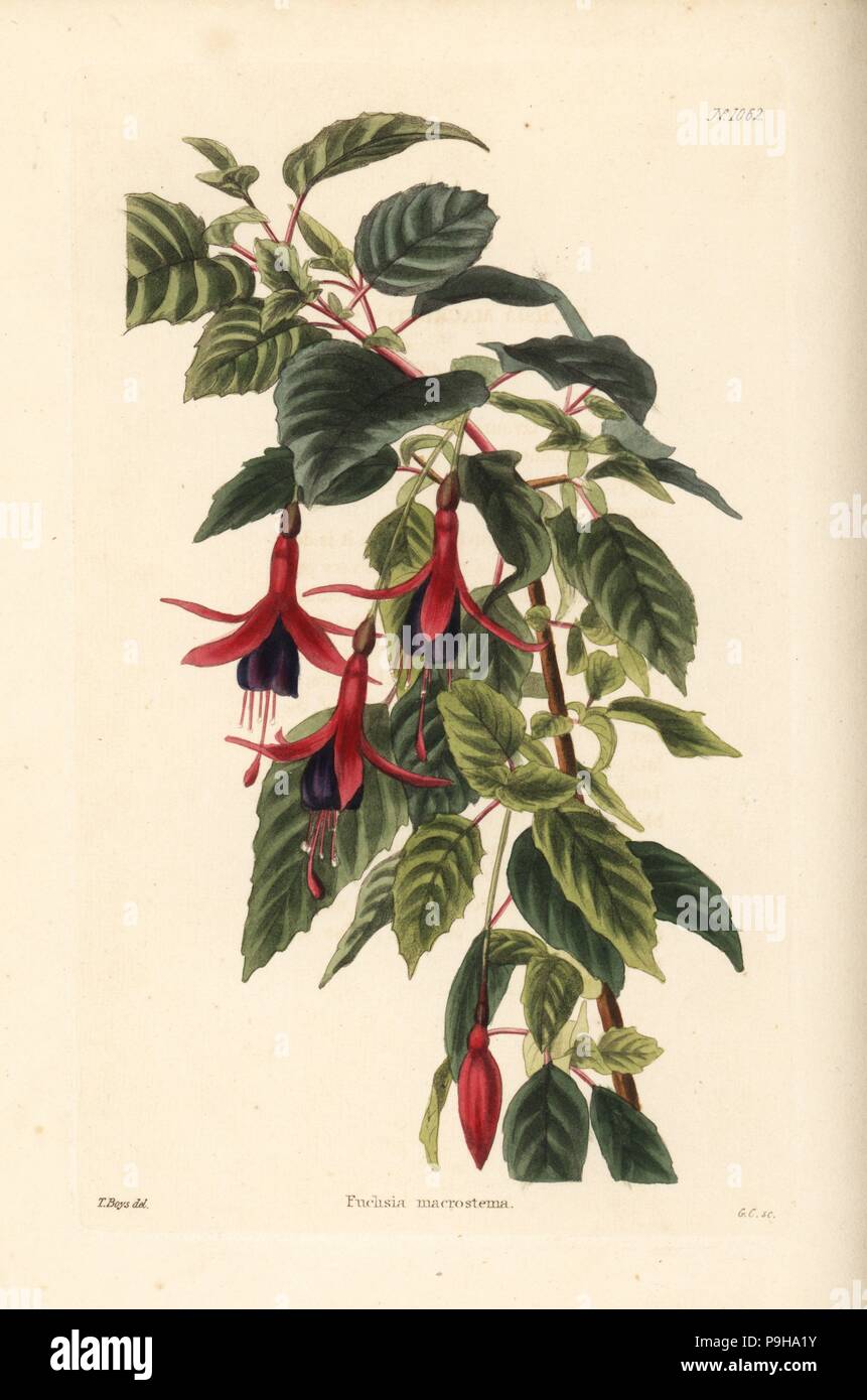 Lady's eardrops, Fuchsia magellanica (Fuchsia macrostema). Handcoloured copperplate engraving by George Cooke after Thomas Shotter Boys from Conrad Loddiges' Botanical Cabinet, Hackney, 1825. Stock Photo