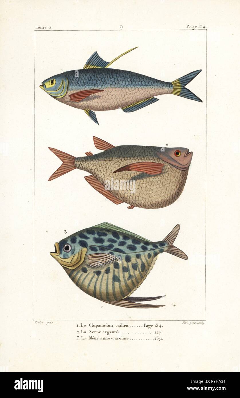 Chinese gizzard shad, Clupanodon thrissa, silver hatchetfish, Gasteropelecus levis, and moonfish, Mene maculata. Handcoloured copperplate engraving by Plee Sr. after an illustration by Jean-Gabriel Pretre from Bernard Germain de Lacepede's Natural History of Oviparous Quadrupeds, Snakes, Fish and Cetaceans, Eymery, Paris, 1825. Stock Photo