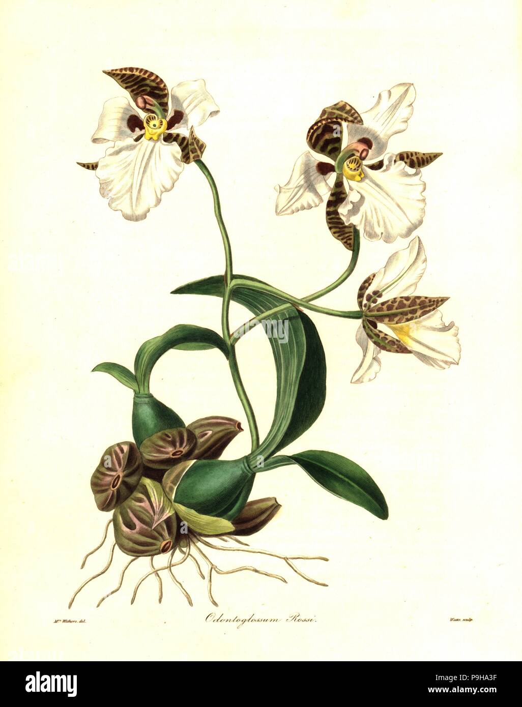 Ross' rhynchostele orchid, Rhynchostele rossii (Ross' odontoglossum, Odontoglossum rossii). Handcoloured copperplate engraving by Watts after a botanical illustration by Mrs Augusta Withers from Benjamin Maund and the Rev. John Stevens Henslow's The Botanist, London, 1836. Stock Photo