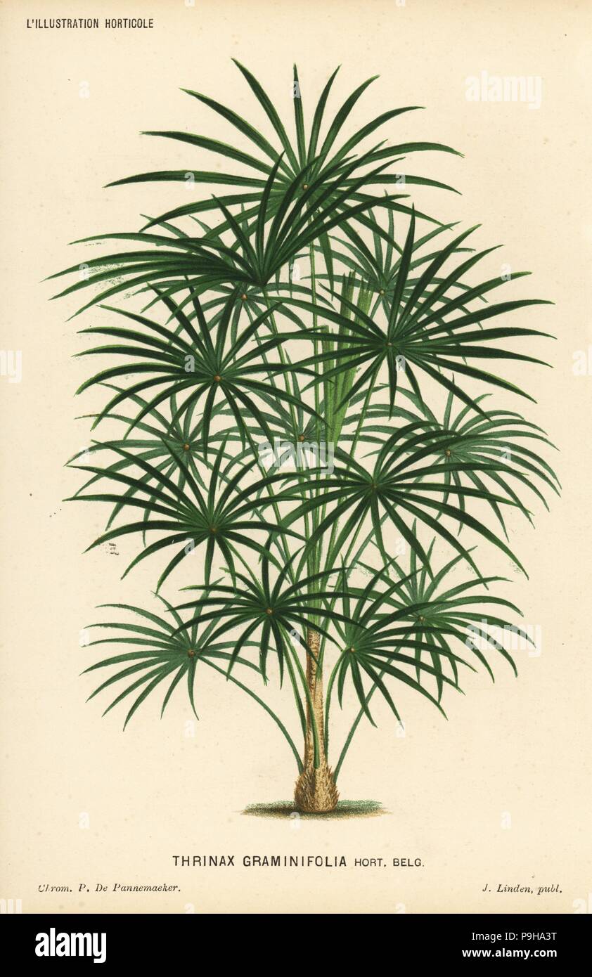 Coccothrinax argentea palm tree (Thrinax graminifolia). Chromolithograph by P. de Pannemaeker from Jean Linden's l'Illustration Horticole, Brussels, 1884. Stock Photo