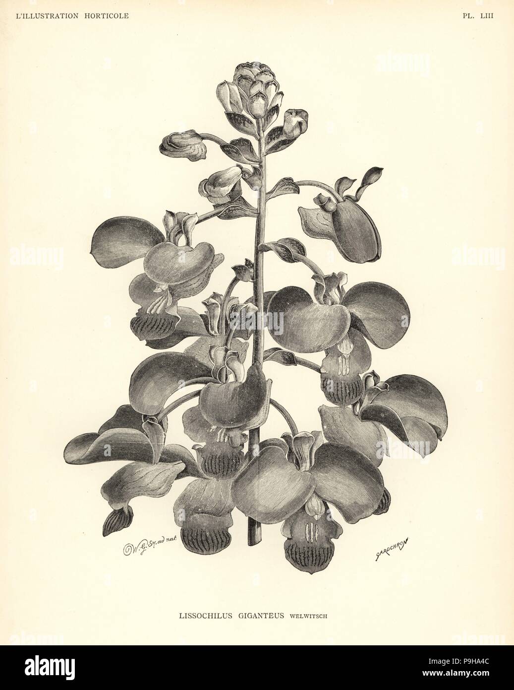 Eulophia bouliawongo orchid (Lissochilus giganteus). Woodcut by Gardchron after an illustration by Worthington G. Smith from Jean Linden's l'Illustration Horticole, Brussels, 1888. Stock Photo