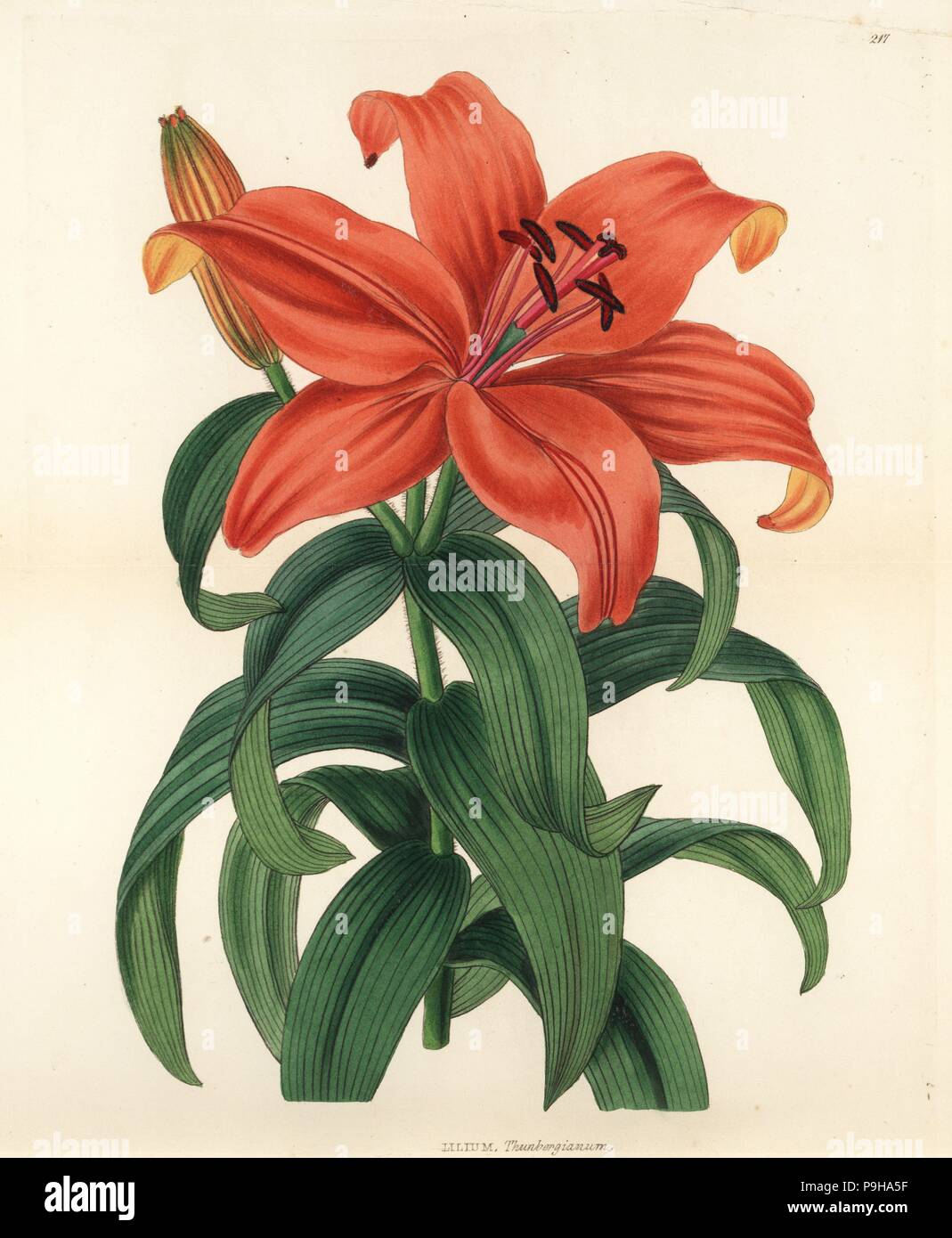 Sukashiyuri, Lilium maculatum (Thunberg's orange lily, Lilium thunbergianum). Handcoloured copperplate engraving by G. Barclay after Miss Sarah Drake from John Lindley and Robert Sweet's Ornamental Flower Garden and Shrubbery, G. Willis, London, 1854. Stock Photo