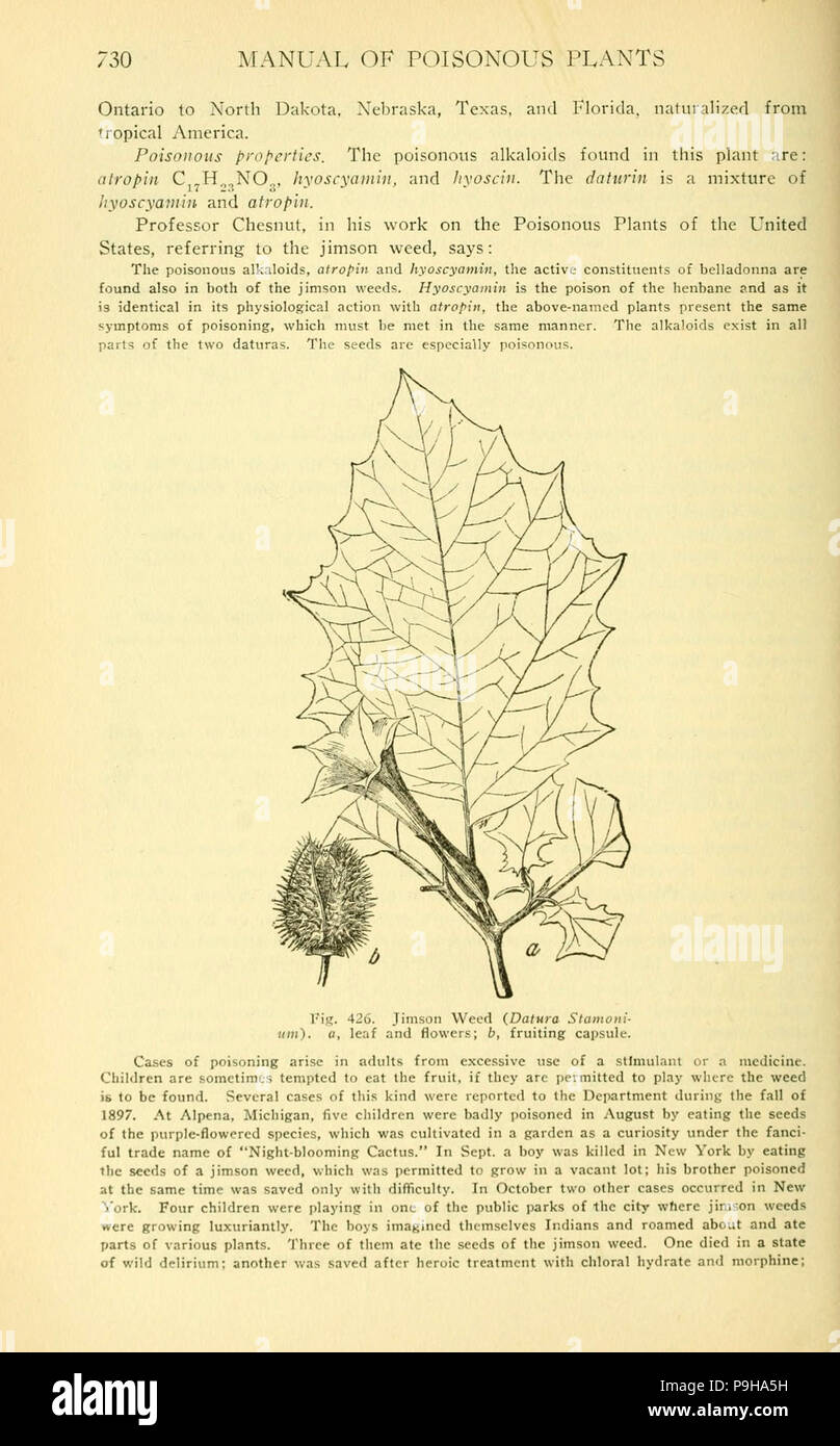 A manual of poisonous plants (Page 730, Fig. 426) Stock Photo