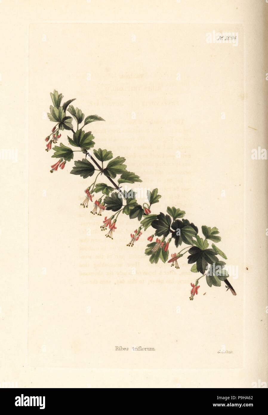 Ribes triflorum. Handcoloured copperplate engraving by George Cooke from Conrad Loddiges' Botanical Cabinet, Hackney, 1825. Stock Photo