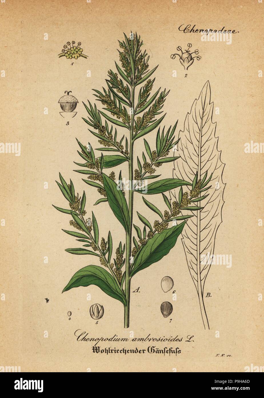 Wormseed, Jesuit's tea or Mexican-tea, Dysphania ambrosioides Chenopodium ambrosioides). Handcoloured copperplate engraving from Dr. Willibald Artus' Hand-Atlas sammtlicher mediinisch-pharmaceutischer Gewachse, (Handbook of all medical-pharmaceutical plants), Jena, 1876. Stock Photo