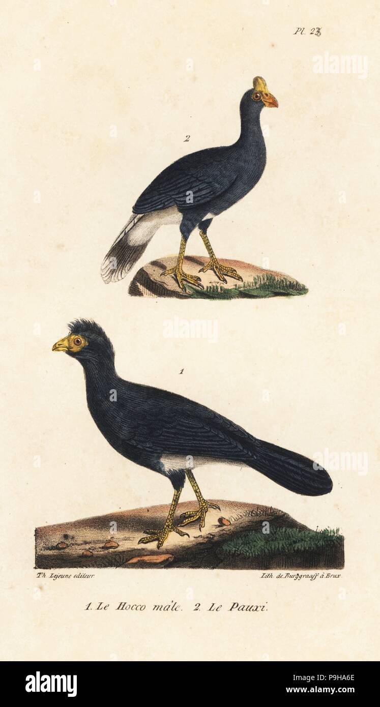 Great curassow, male, Crax rubra (vulnerable), and southern helmeted curassow, Pauxi unicornis (endangered). Handcoloured lithograph by Burggraaff from Th. Lejeune's Complete Works of Buffon, Oeuvres Completes de Buffon, Brussels, 1837. Stock Photo