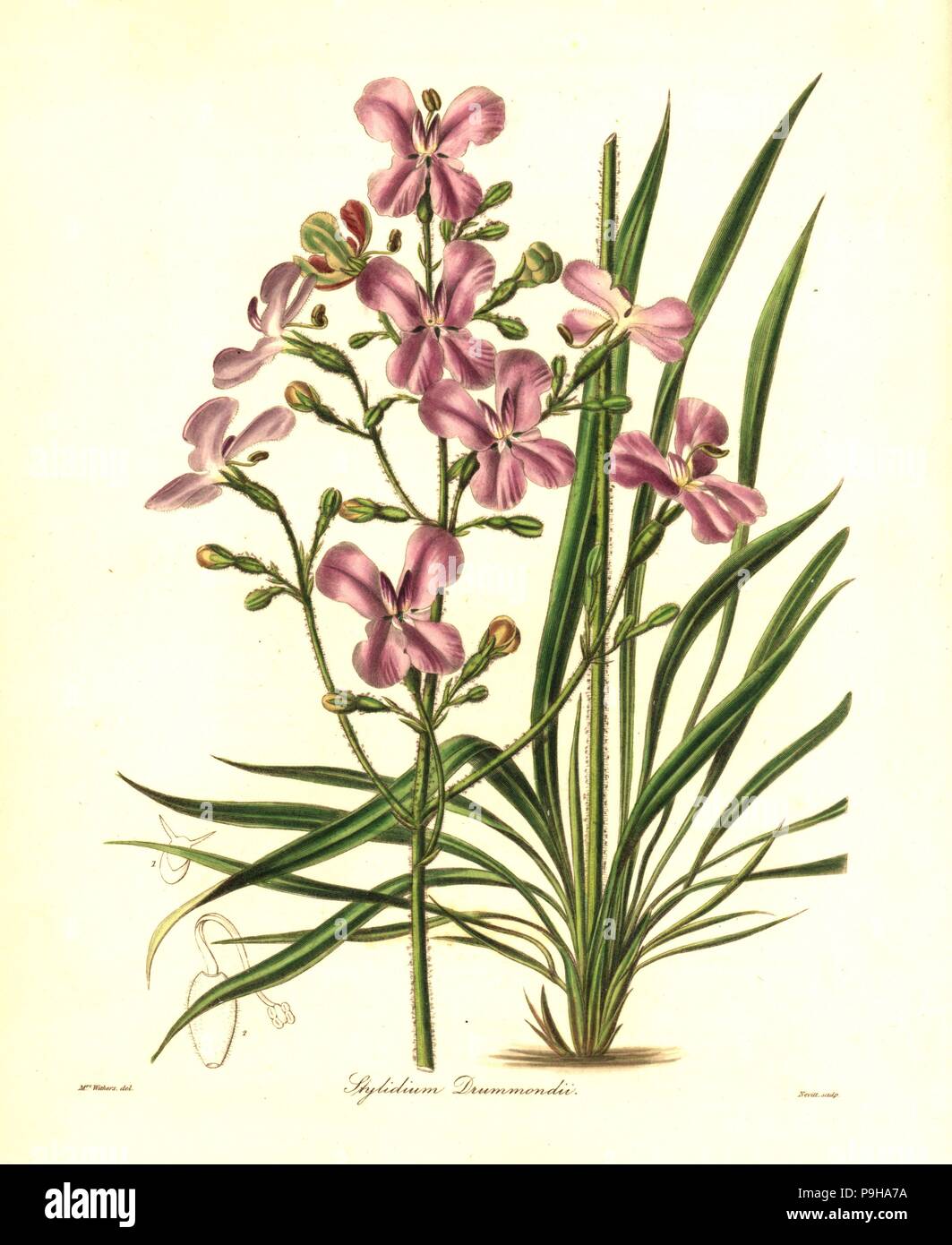 Stylidium affine (Drummond's stylidium, Stylidium drummondii). Handcoloured copperplate engraving by S. Nevitt after a botanical illustration by Mrs Augusta Withers from Benjamin Maund and the Rev. John Stevens Henslow's The Botanist, London, 1836. Stock Photo