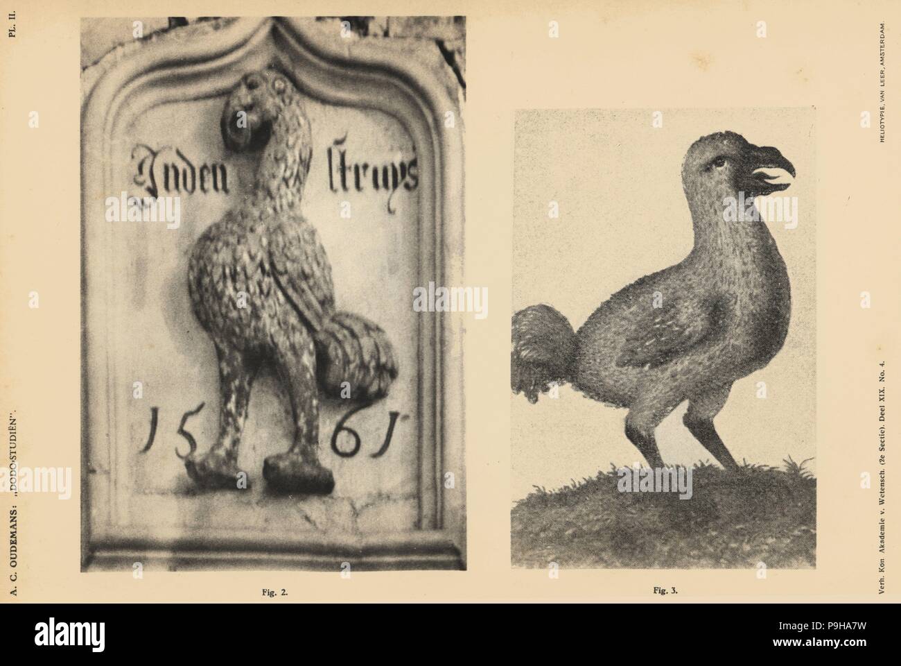 Dodo of the Scotch House, Veere, 1561, and dodo from the Florence Codex, circa 1703. Heliotype by Van Leer from Dr. Anthonie Cornelis Oudemans' Dodo Studies, Amsterdam, Johannes Muller, 1917. Stock Photo
