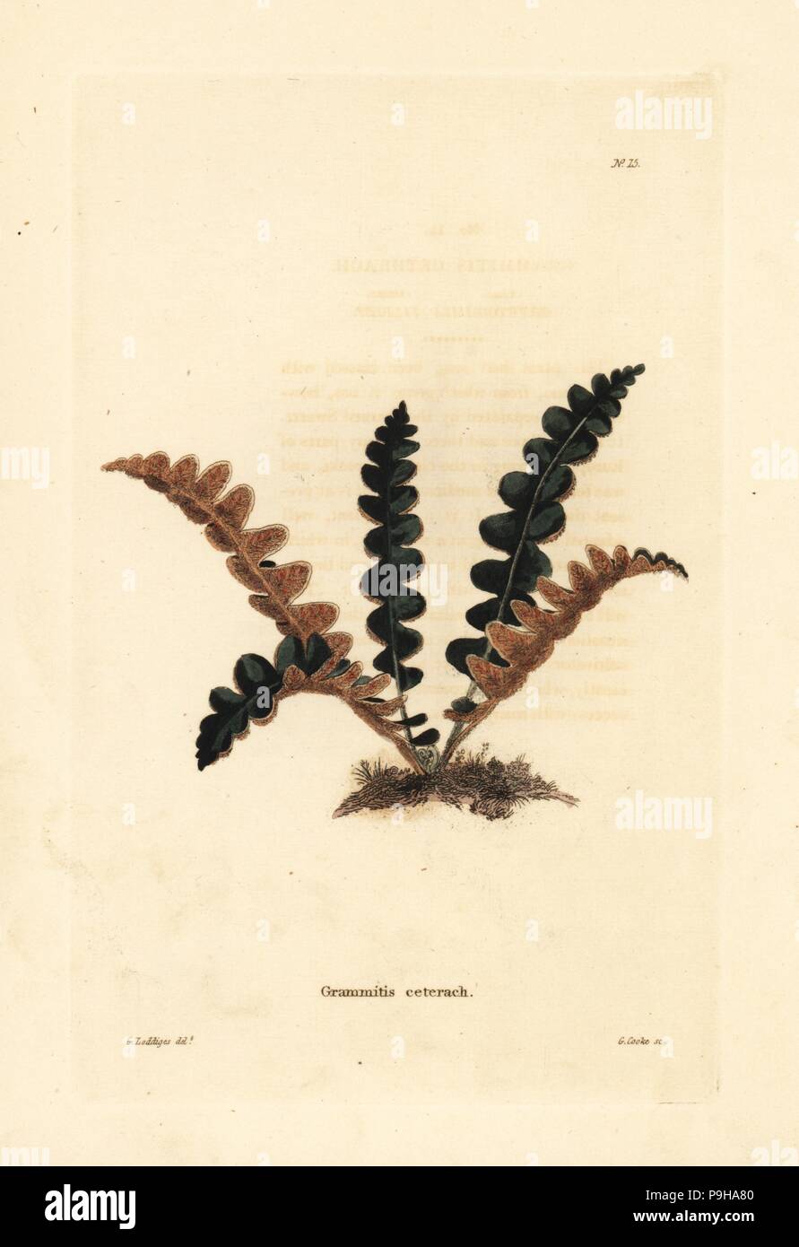 Rustyback fern, Ceterach officinarum (Grammitis ceterach). Handcoloured copperplate engraving by George Cooke after George Loddiges from Conrad Loddiges' Botanical Cabinet, Hackney, 1817. Stock Photo