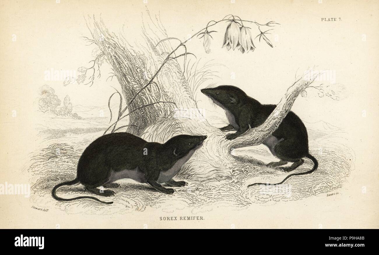 Water shrew, Neomys fodiens (Sorex remifer, Sorex fodiens). Handcoloured steel engraving by Lizars after an illustration by James Stewart from William Jardine's Naturalist's Library, Edinburgh, 1836. Stock Photo
